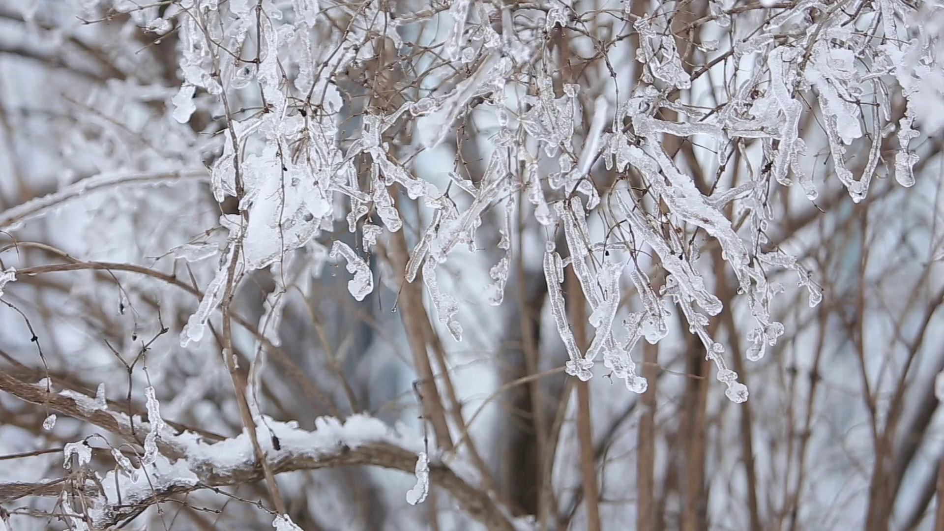 frozen rain ice on tree Stock Video Footage - VideoBlocks