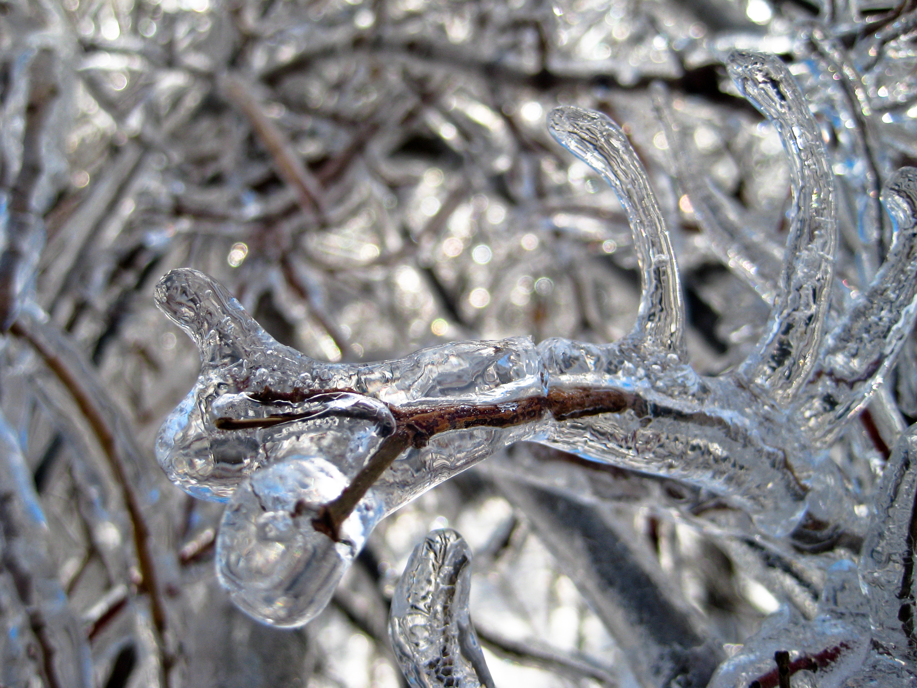 File:Trees-Ice Storm-Dec 2007-St Jo MO-5.jpg - Wikimedia Commons