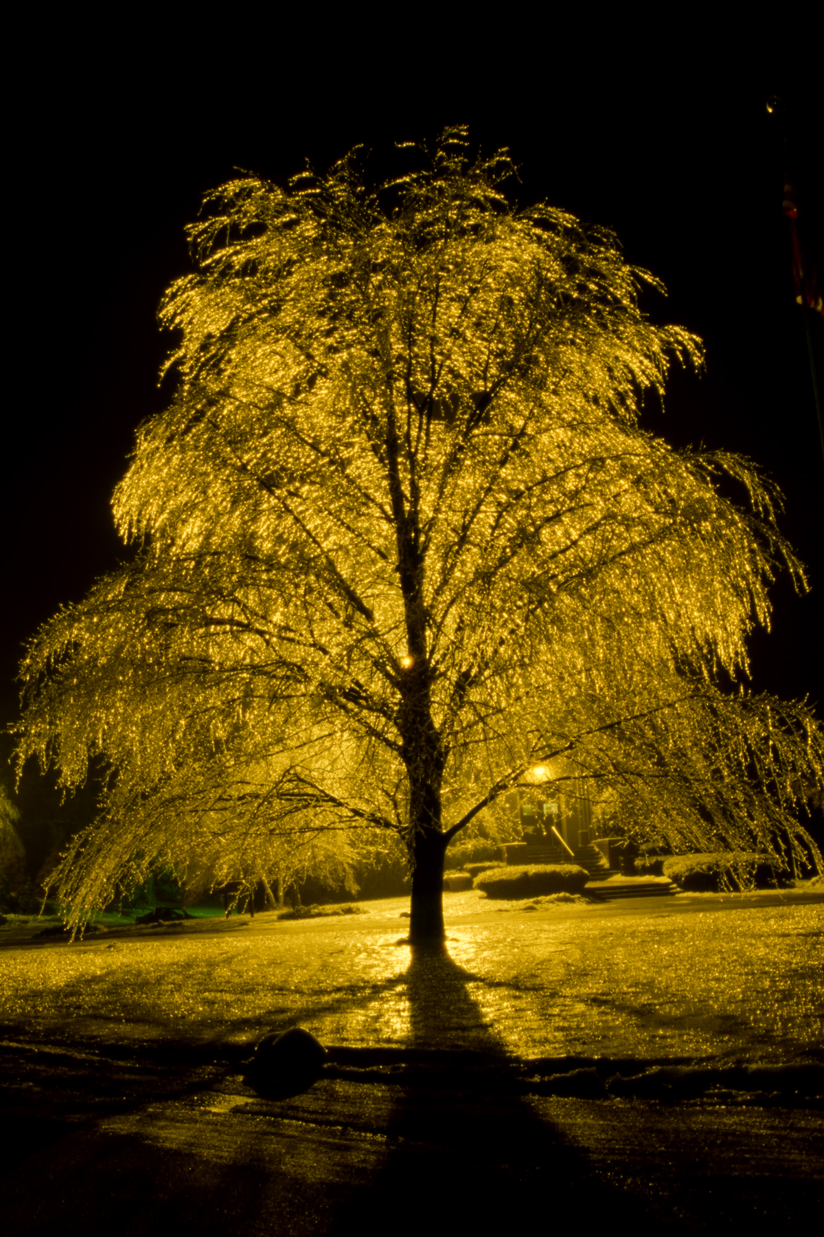 Ice tree photo