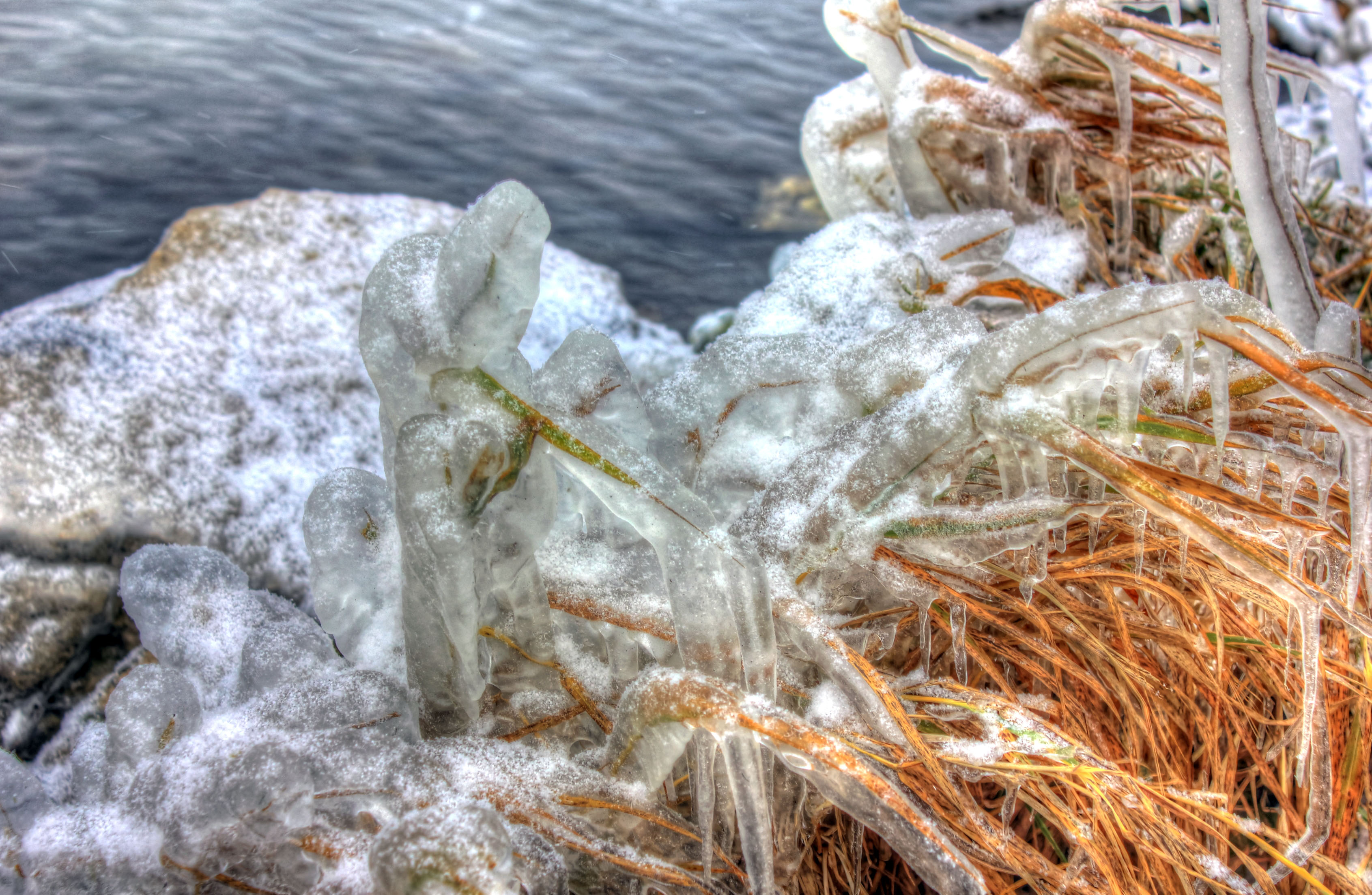 File:Gfp-illinois-shabbona-lake-state-park-iced-plants.jpg ...