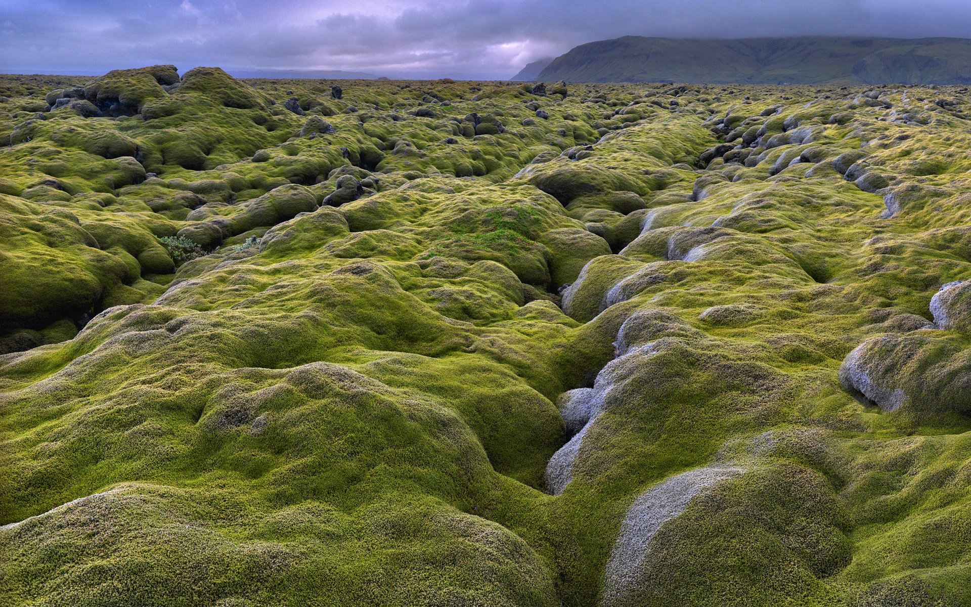 Moss covered lava fields in Iceland | Iceland, Lava and Destinations