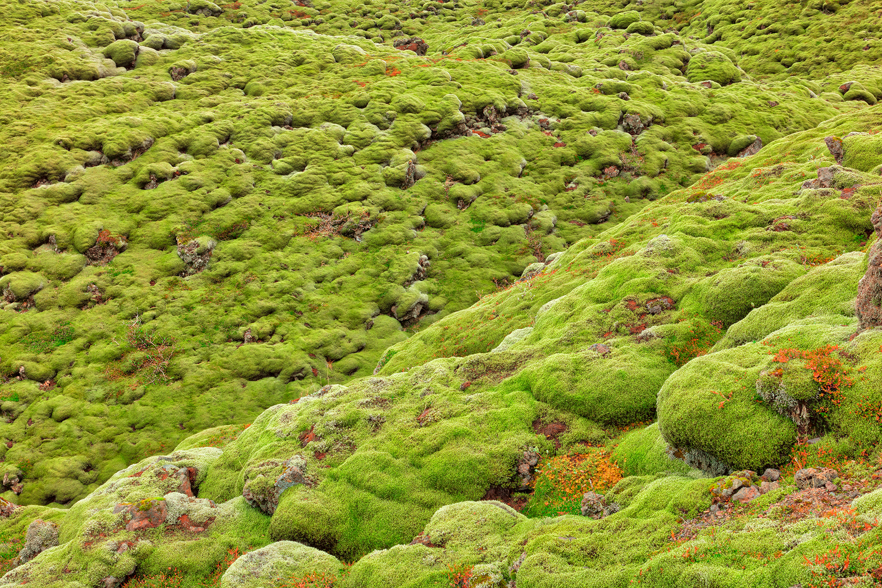 Iceland rock moss photo