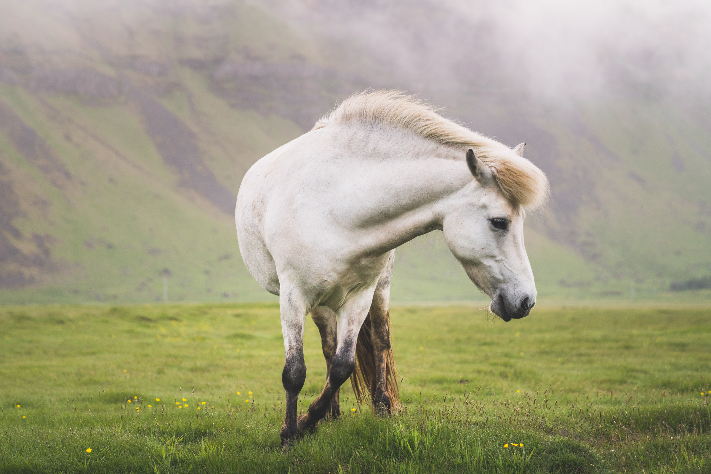 The Icelandic Horse — Sig Vicious