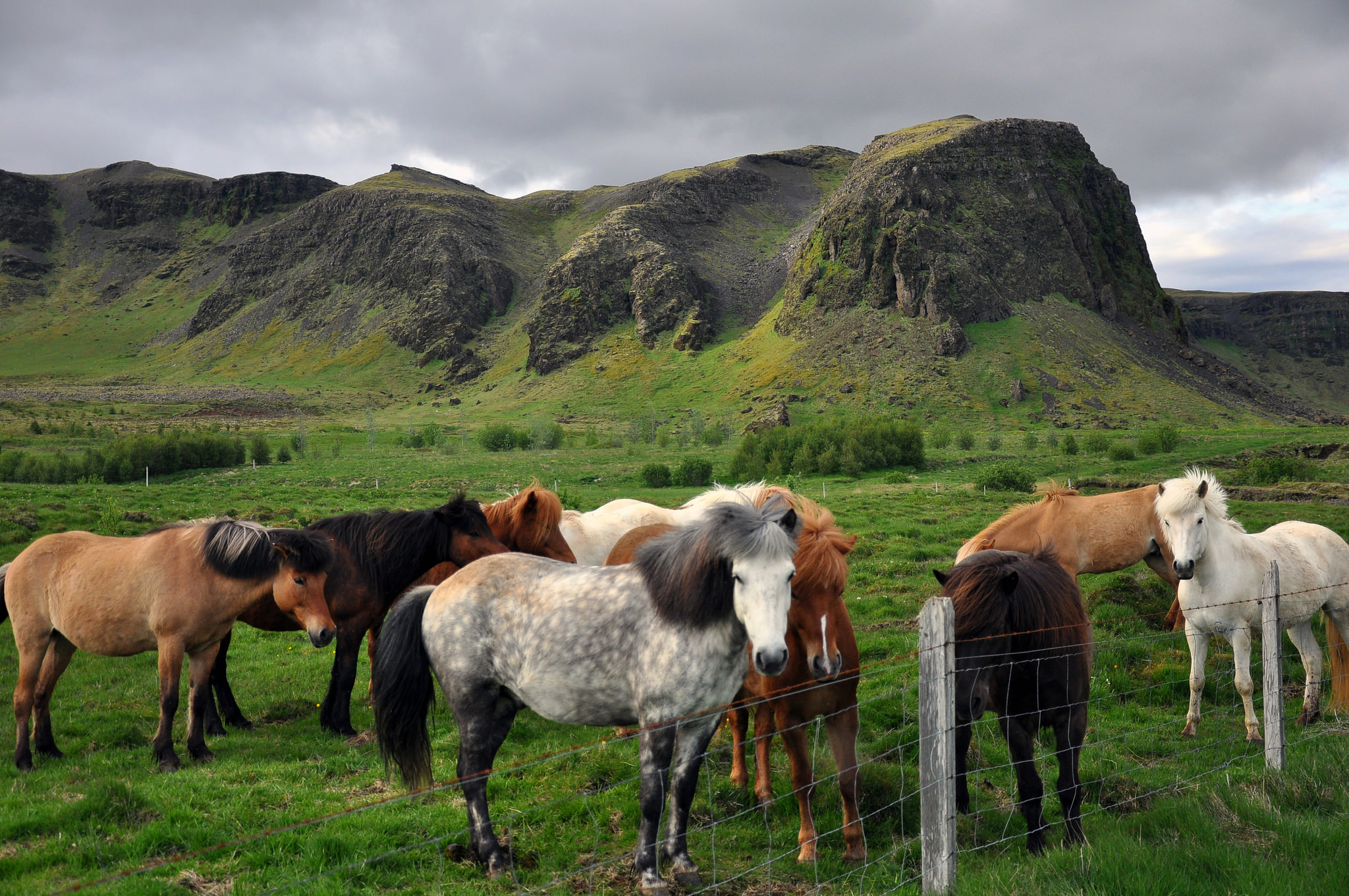 Many colours of Icelandic horse | Icelandic Language Blog