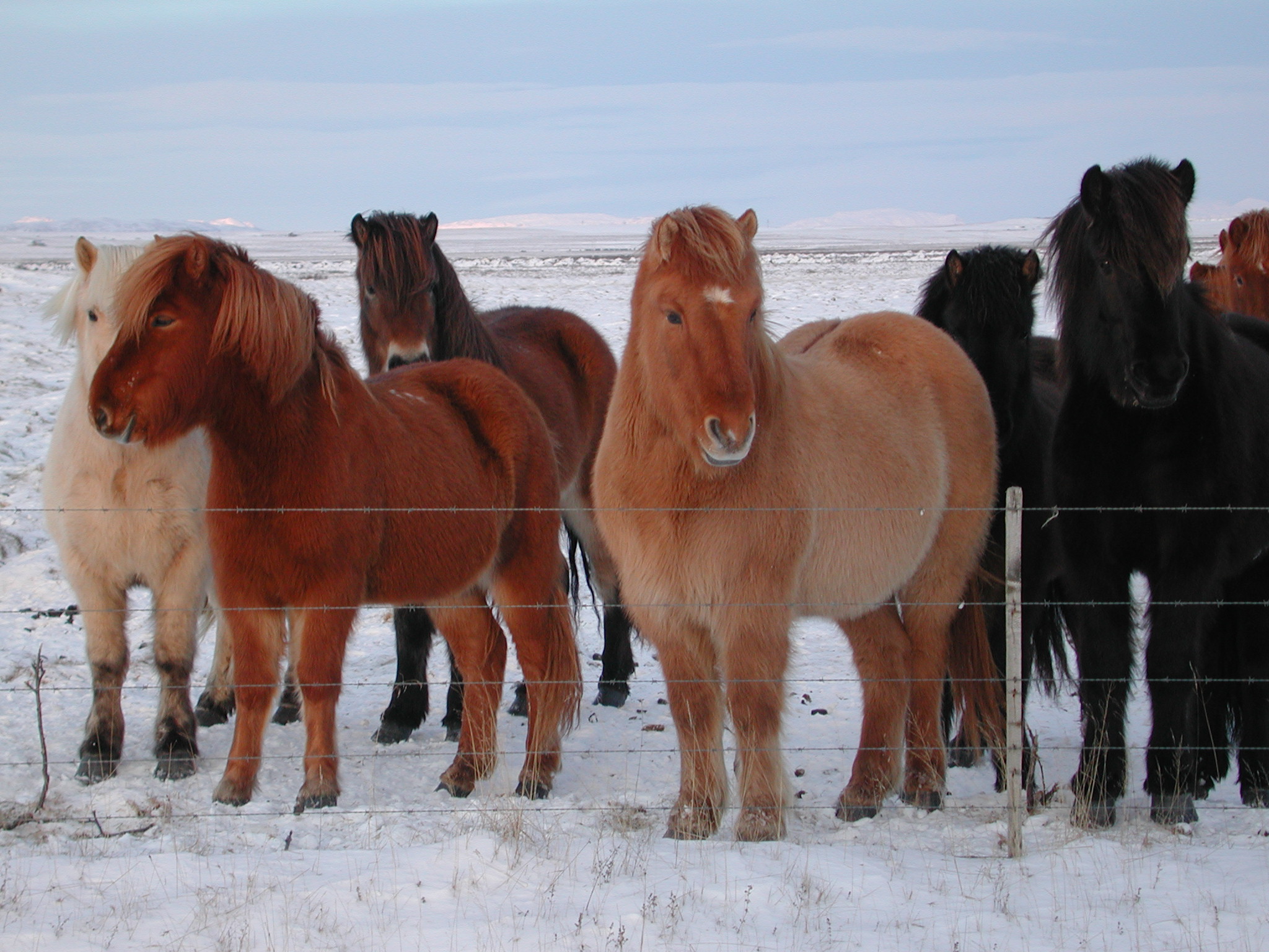 File:Iceland horse.jpg - Wikimedia Commons