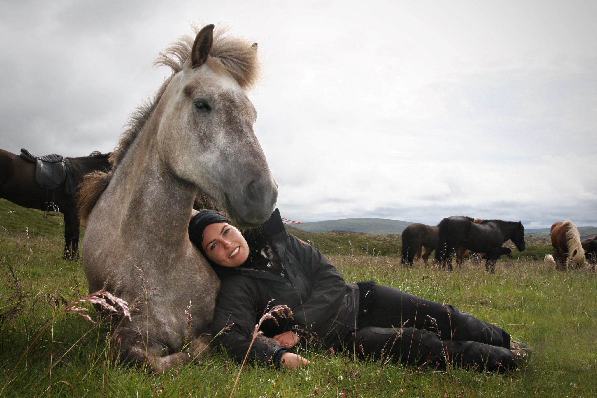 More about the Icelandic Horse - Íshestar