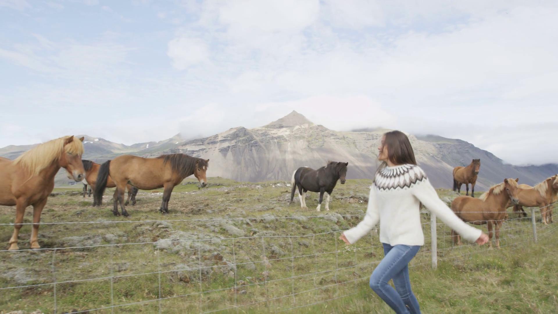 Iceland travel concept - Icelandic horses and girl. Woman in sweater ...