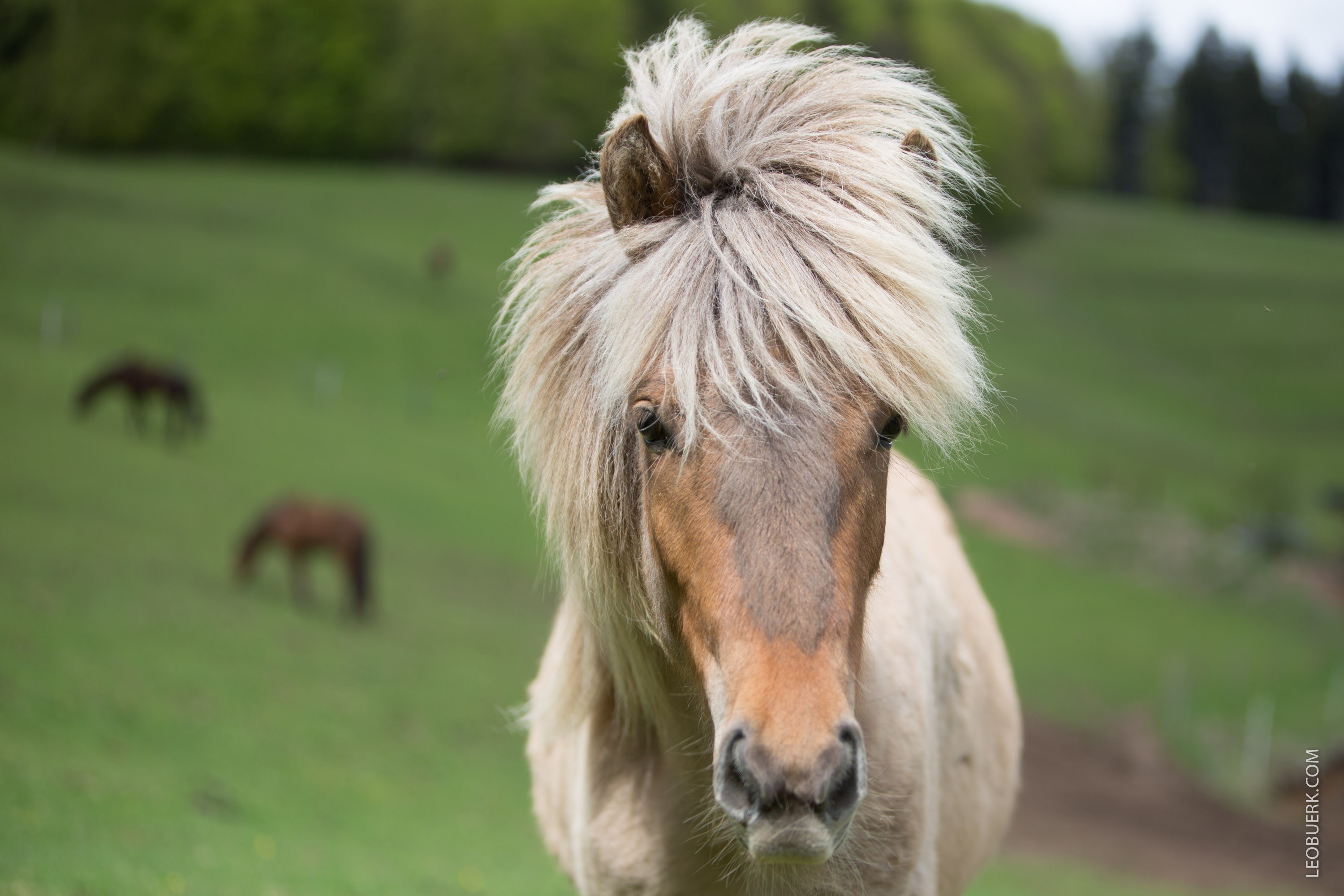 Icelandic Horse › LeoBuerk.com