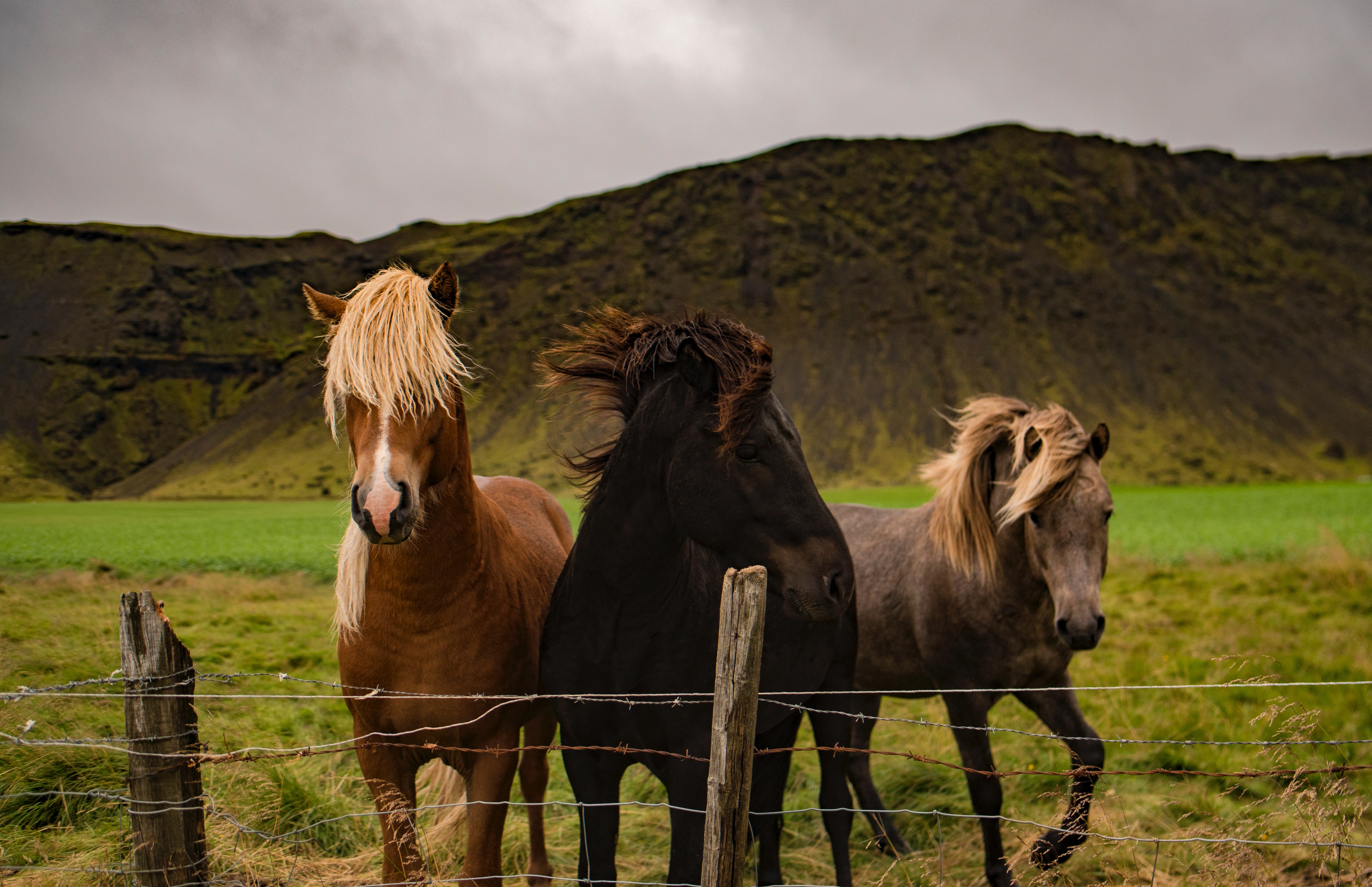 Photo of the day: The Icelandic horse - Niceland