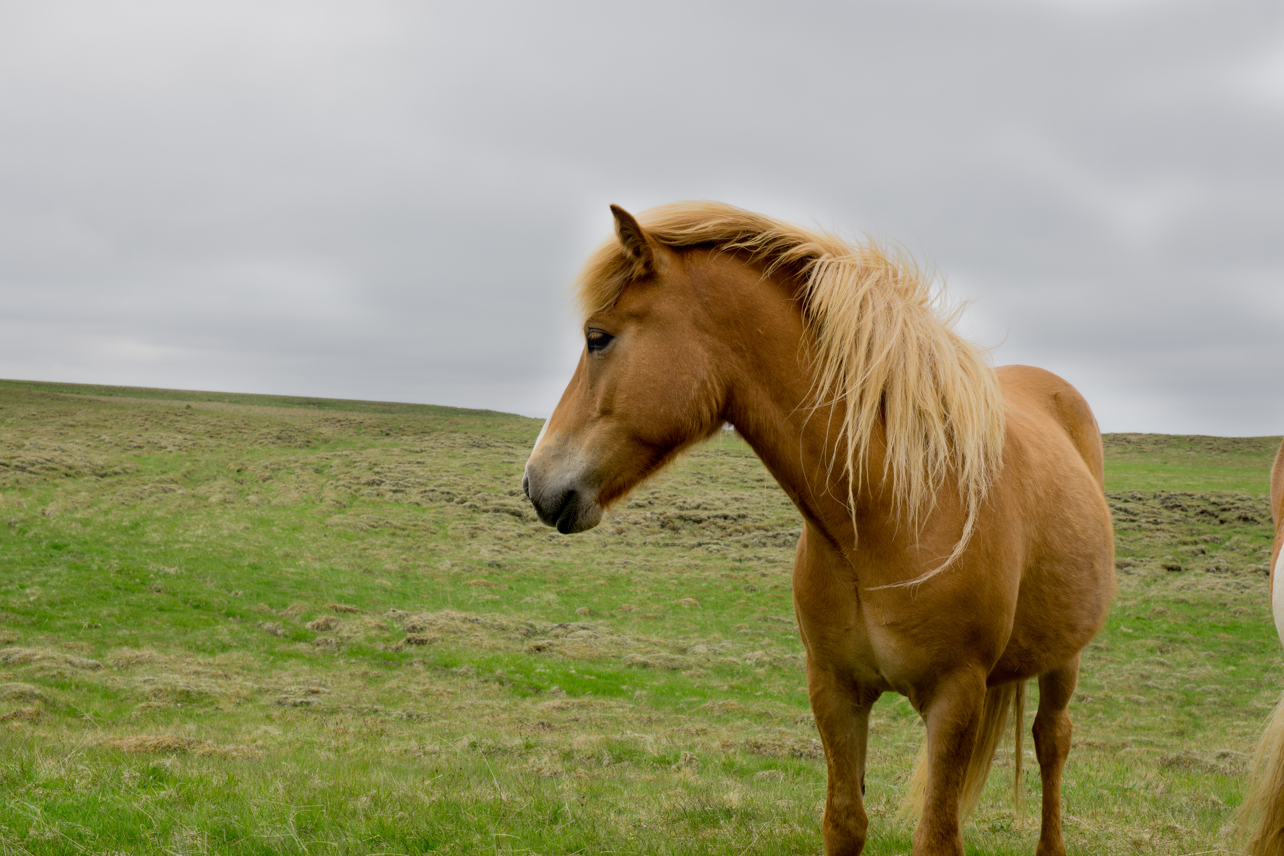 The Icelandic Horse Riding Experience — the snobby foodie