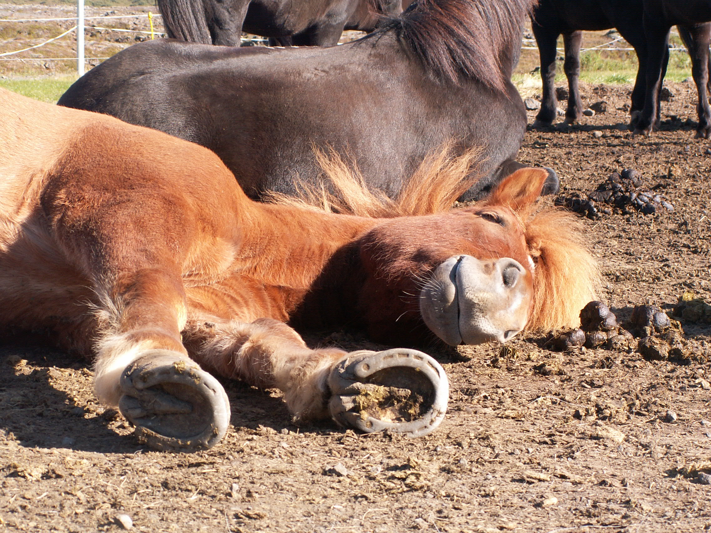 Meet the Icelandic Horse | Hafnarfjordur Horse Farm Visit
