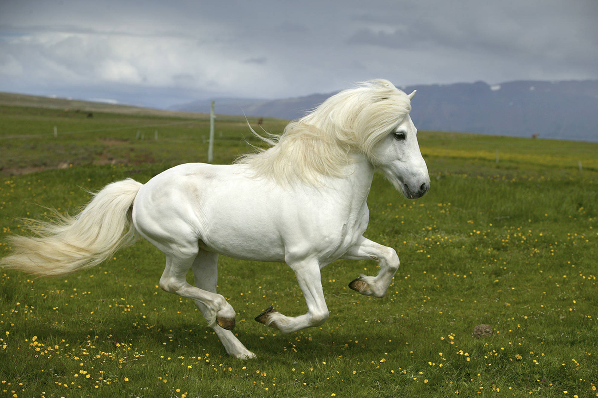 The Incredible Icelandic Horse | Blog | Iceland Travel