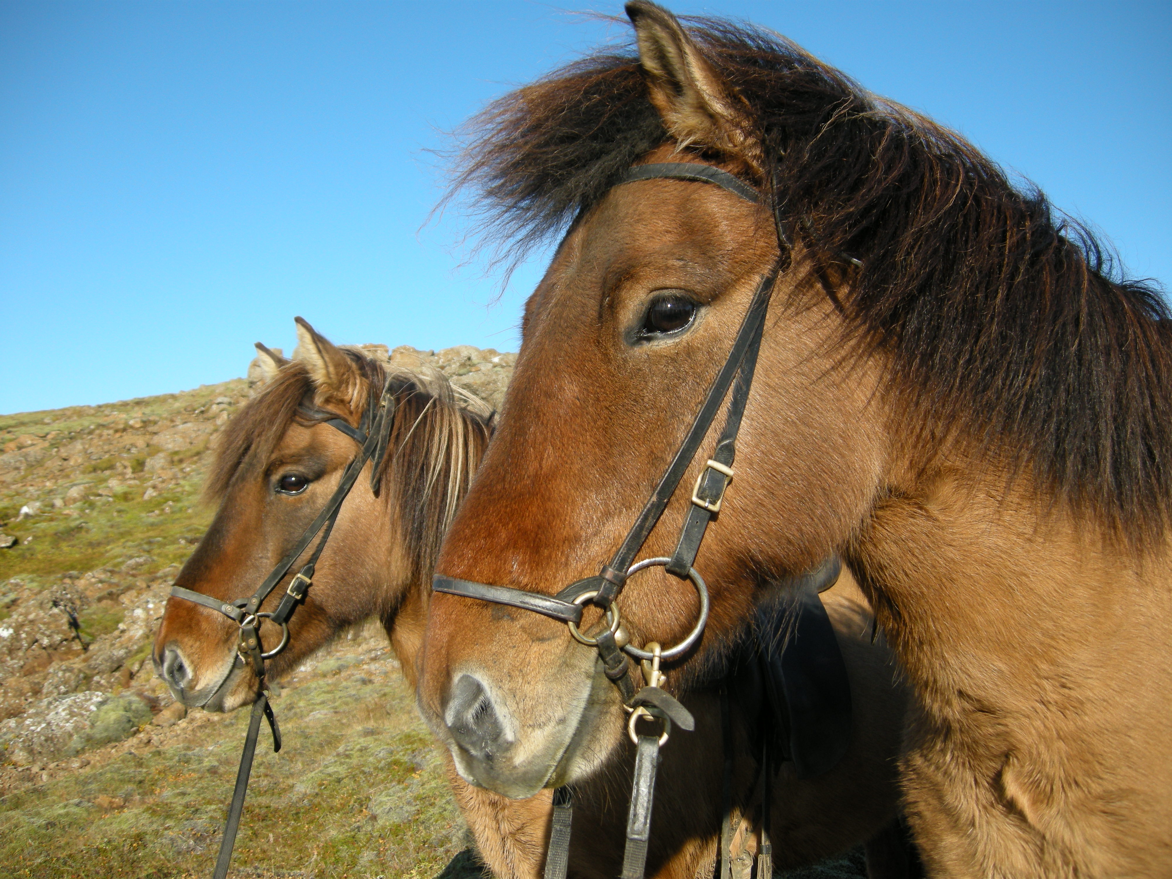 Horse Riding Day Tour in South Iceland | Guide to Iceland