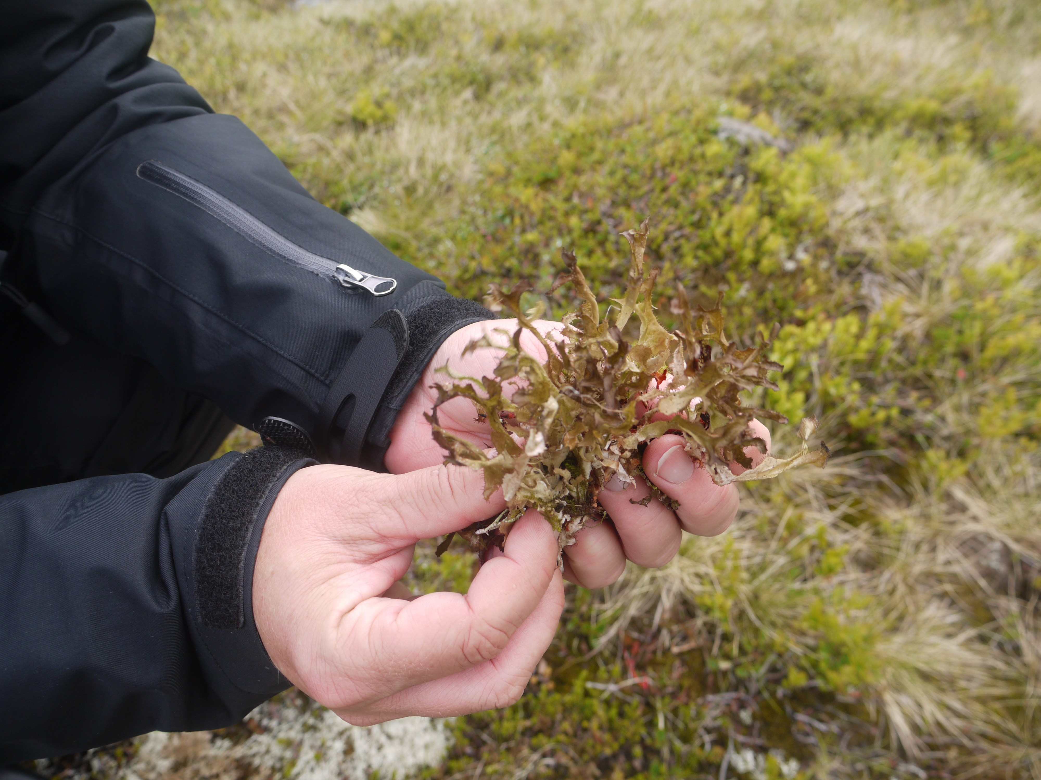 Cooking with Icelandic Moss |