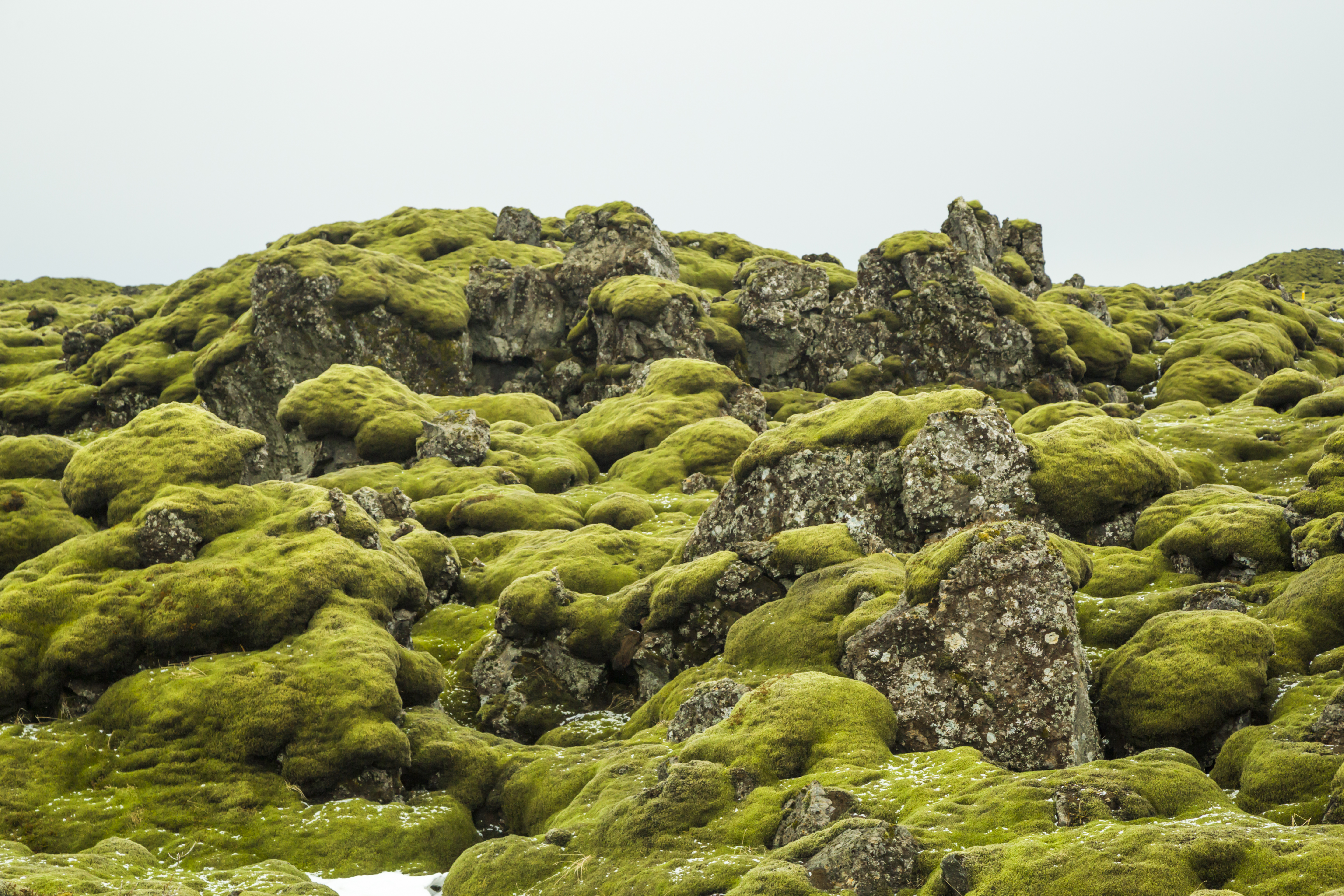 Lava Field Moss – Iceland | Kim Conway