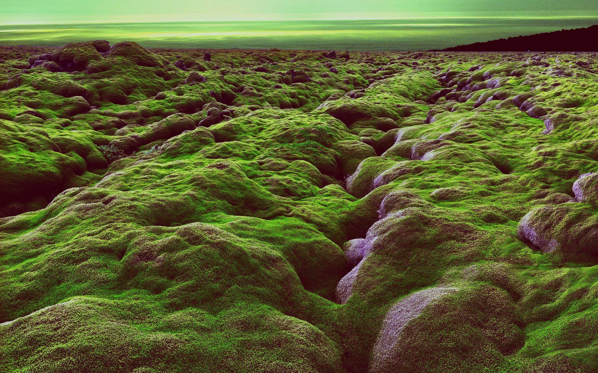 Moss covered lava fields in Iceland : pics