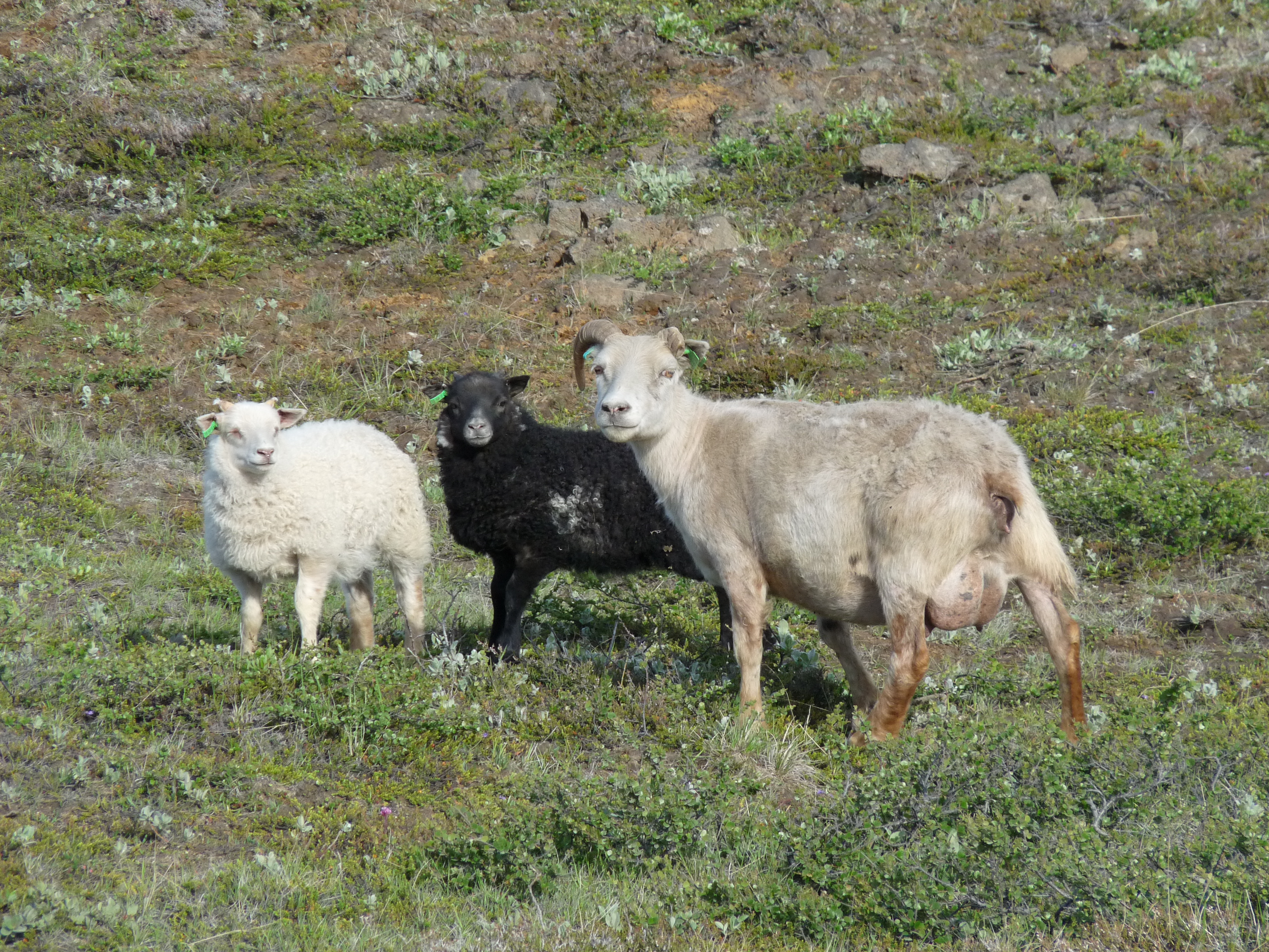 Icelandic sheep photo