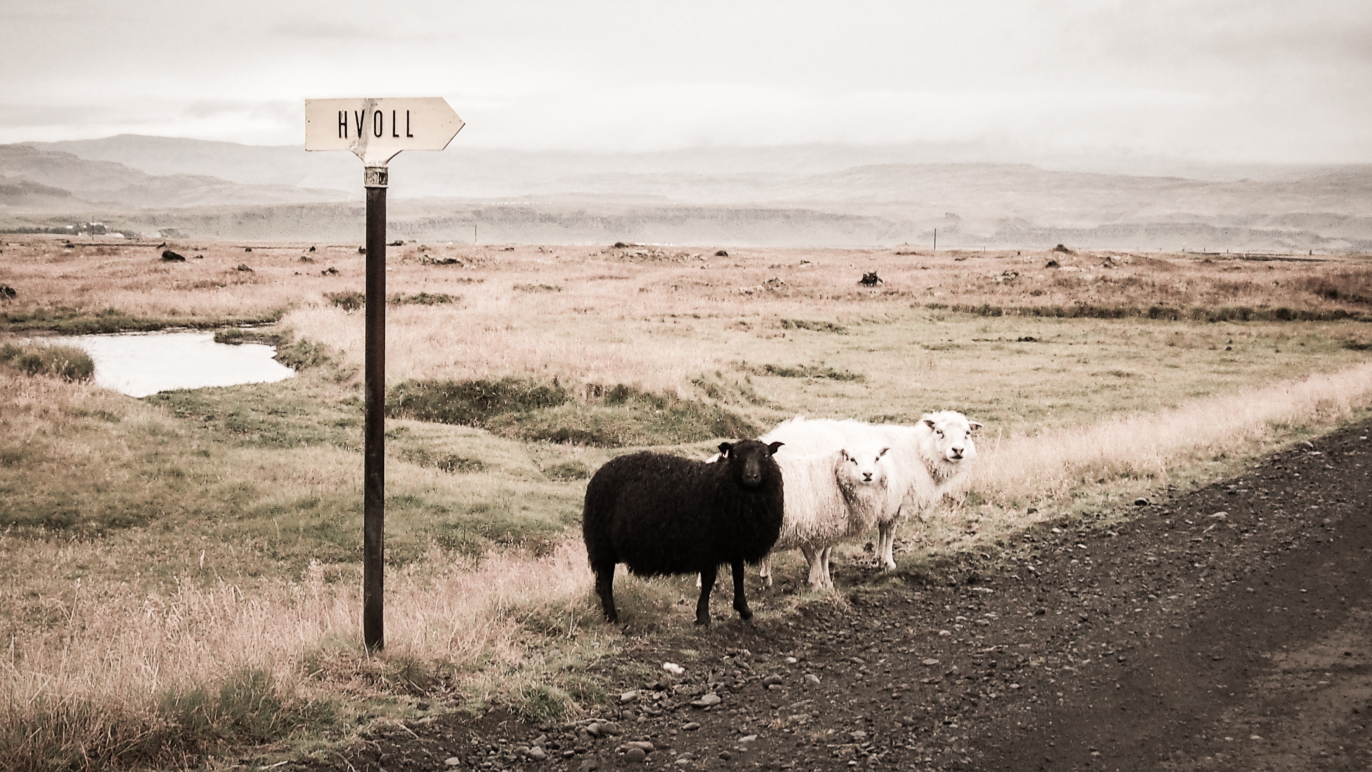 Icelandic Sheep, Animals, Herd, Iceland, Journey, HQ Photo