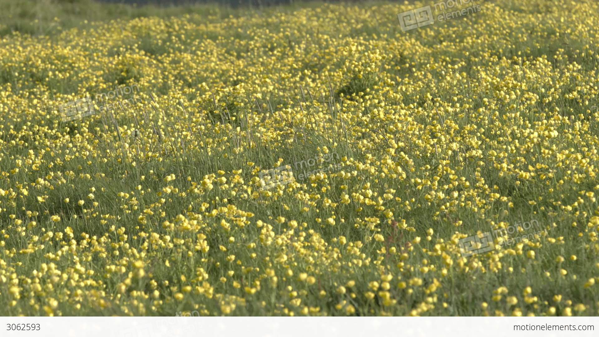 Yellow Wildflowers In An Icelandic Meadow Stock video footage | 3062593