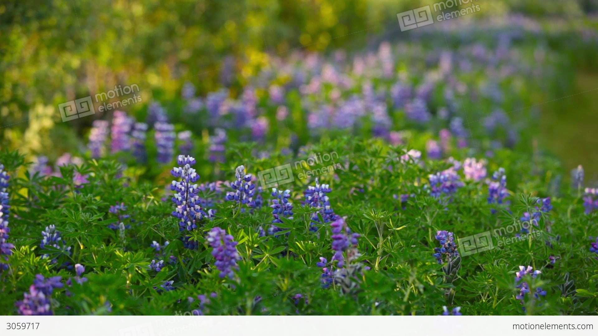 Beautiful Spikes Of Purple Wildflowers Stock video footage | 3059717
