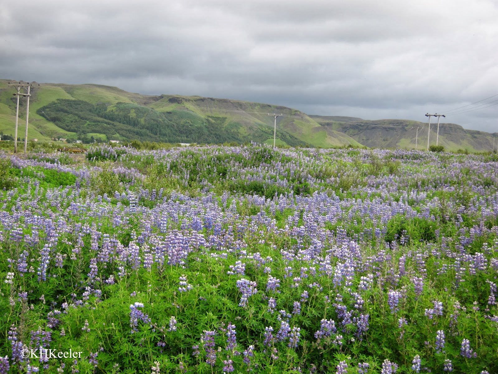 A Wandering Botanist: Visiting Iceland: A Botanist's Quick Look