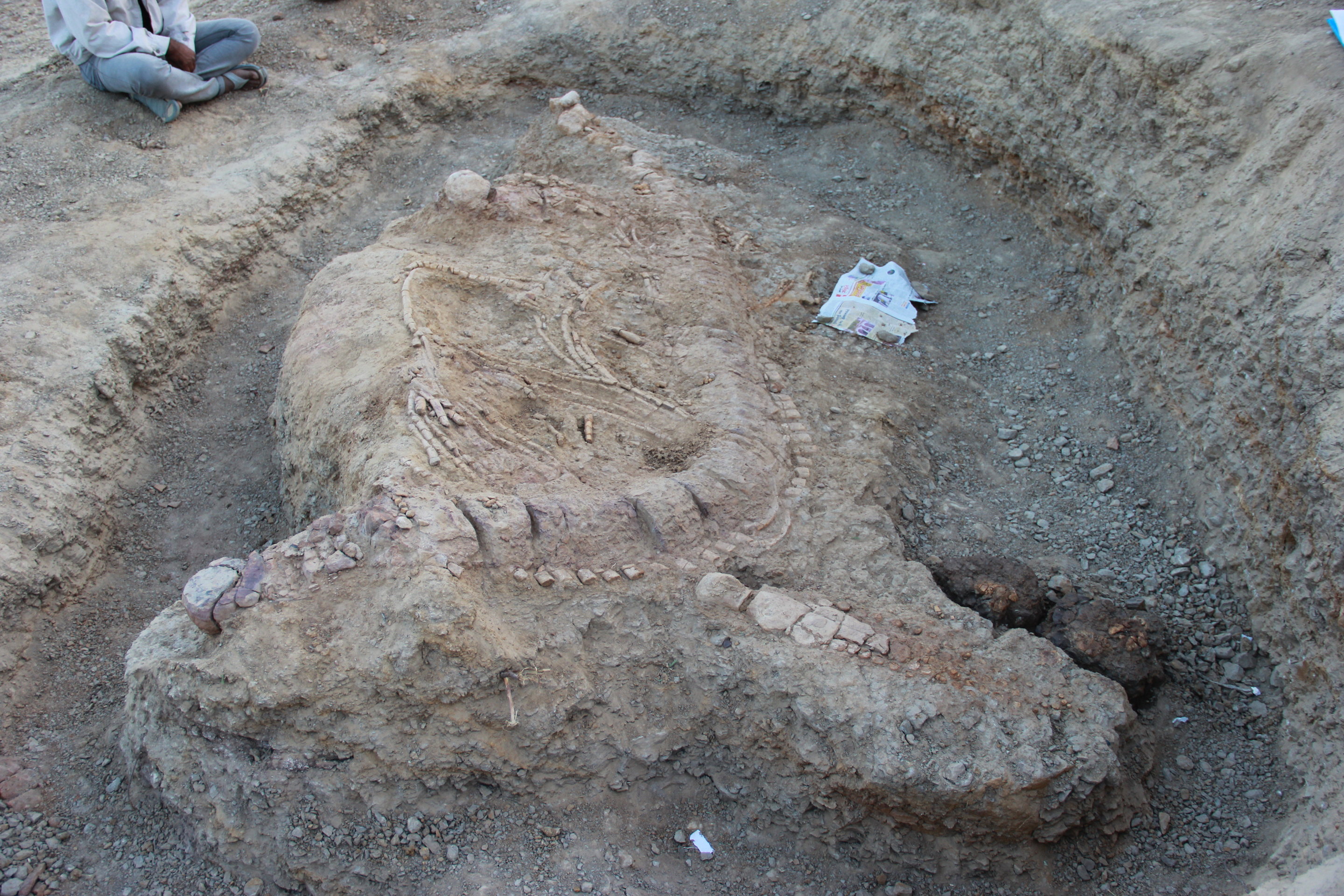 Ichthyosaur fossil photo