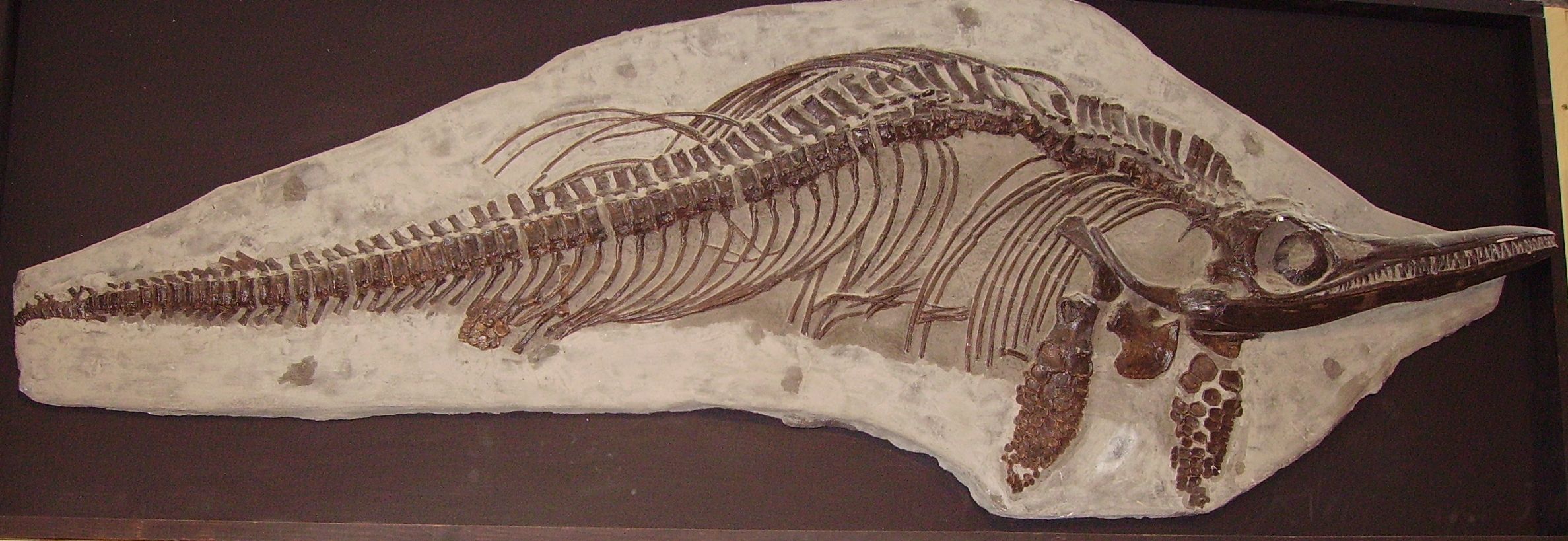 Ichthyosaur mounted skeleton | Fossils | Pinterest | Skeletons and ...