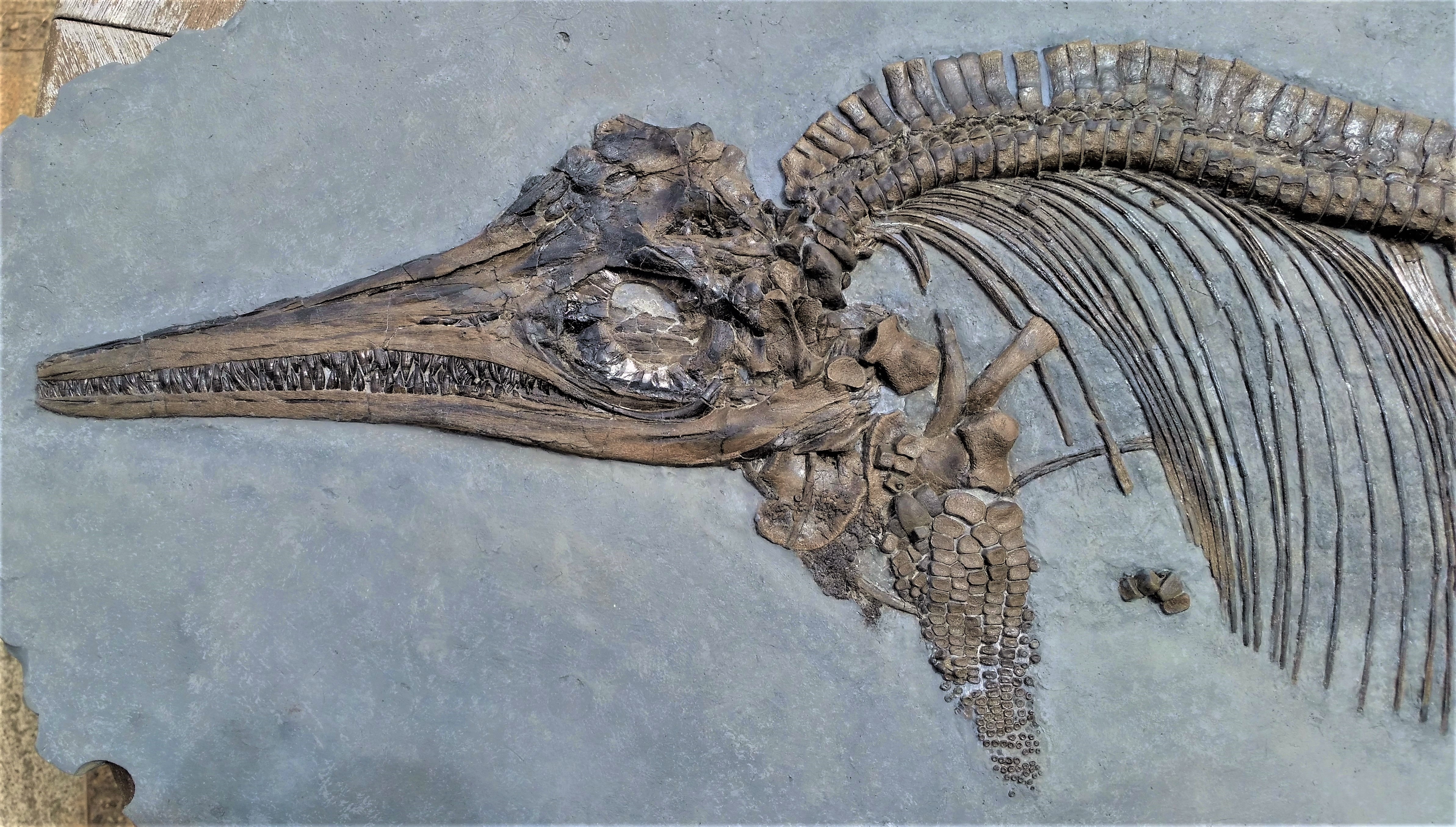  A खोजकर्ता एक Ichthyosaurus जीवाश्म की खोज करते हुए।