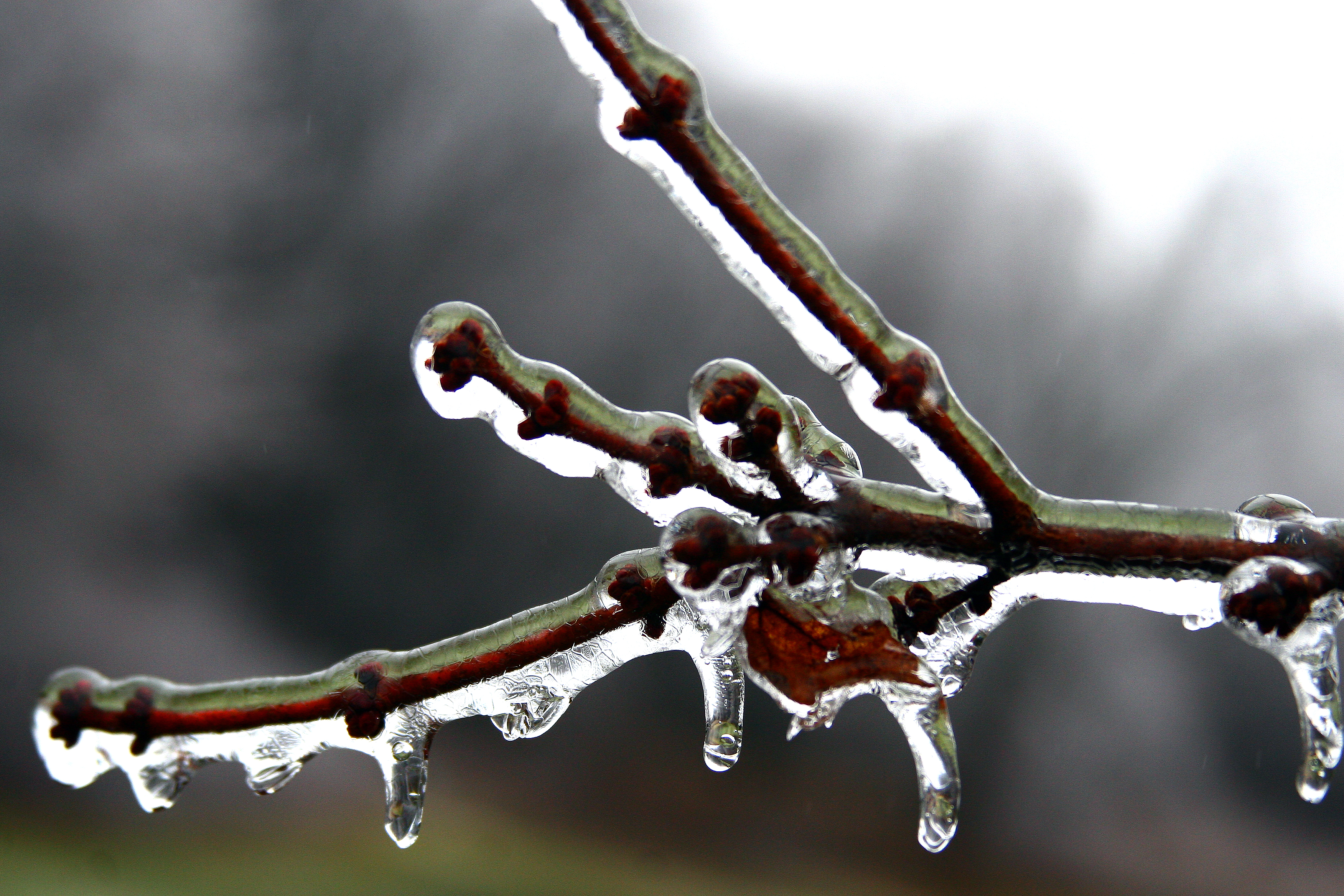 Icy branch photo