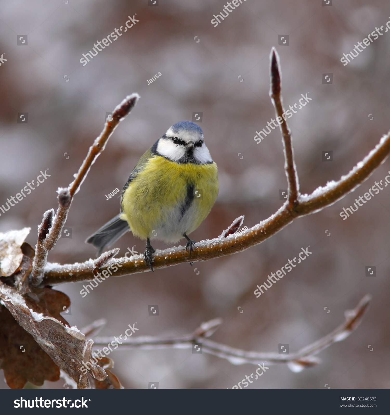 Blue Tit On Icy Branch Brown Stock Photo (Royalty Free) 89248573 ...