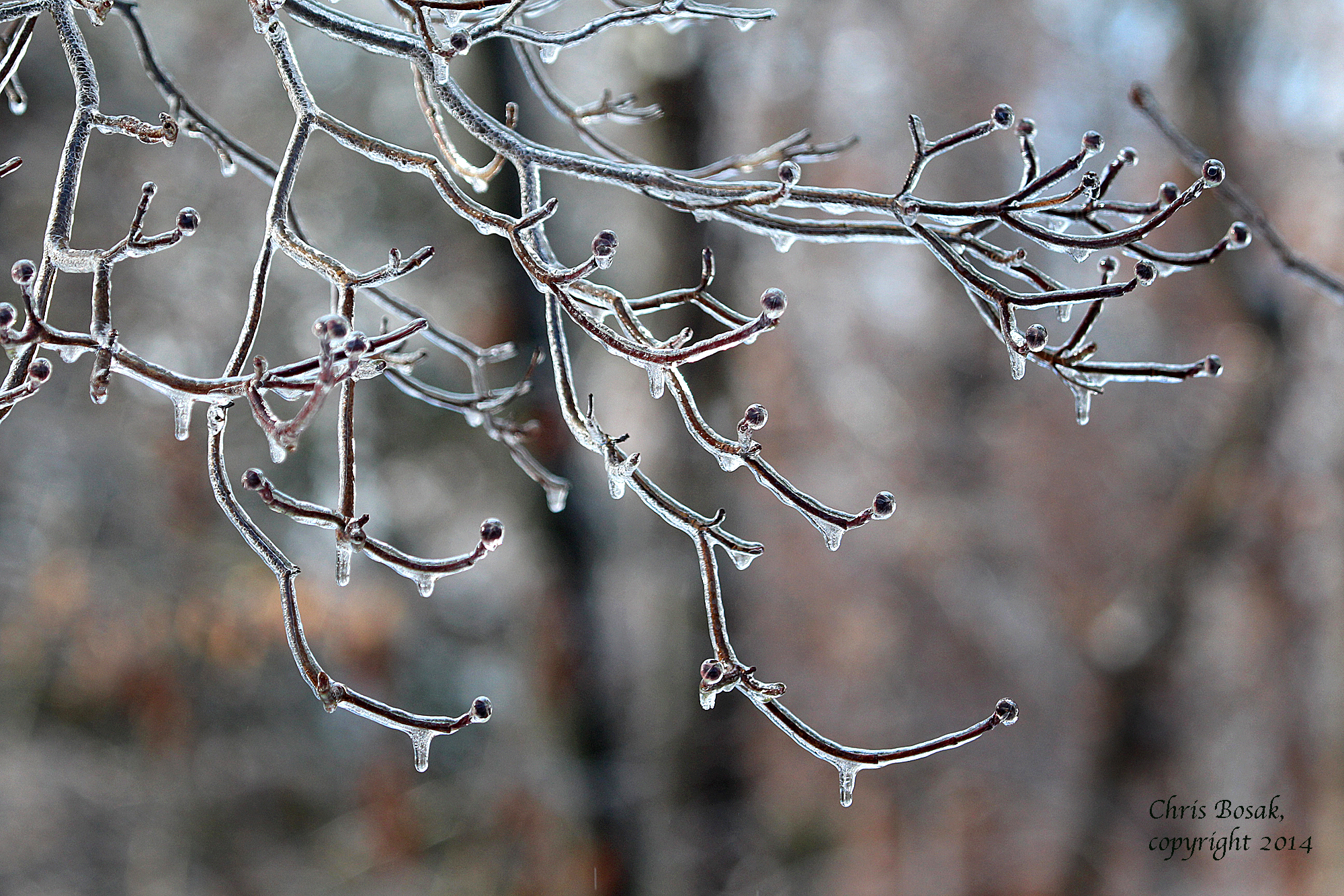 Clearing out my 2014 photos, Take 4: Icy Branches | Birds of New ...