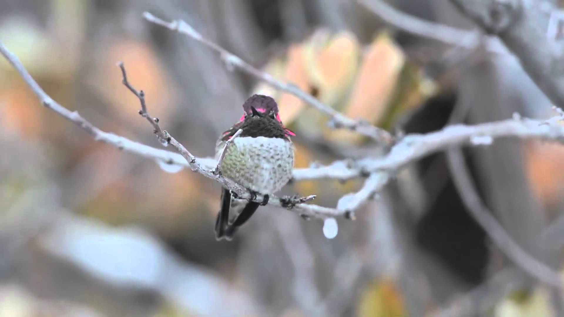 Hummingbird resting on an icy branch - YouTube