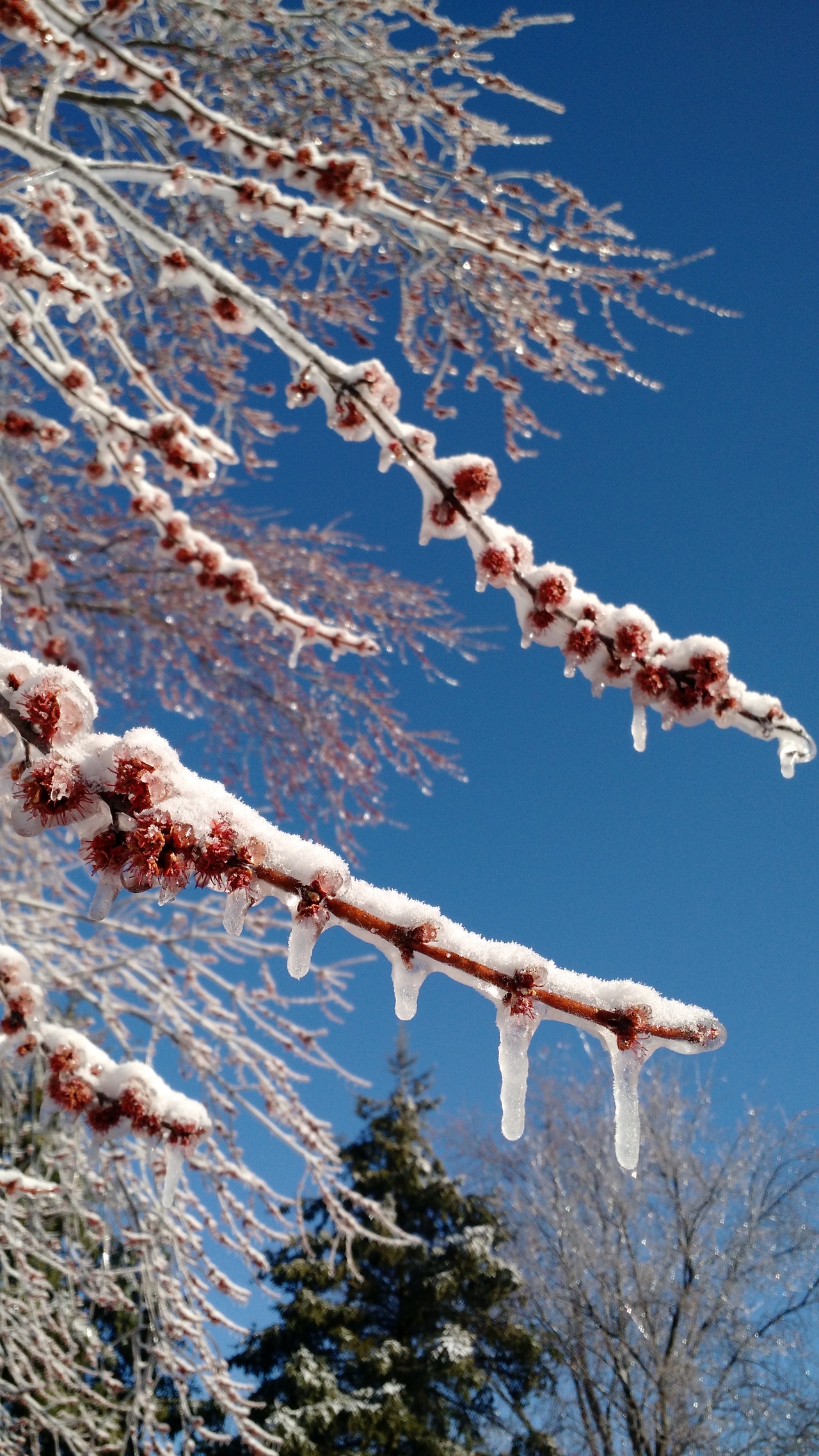 Foap.com: Icy branch | foraminiferabug, color, cold, ice stock photo ...