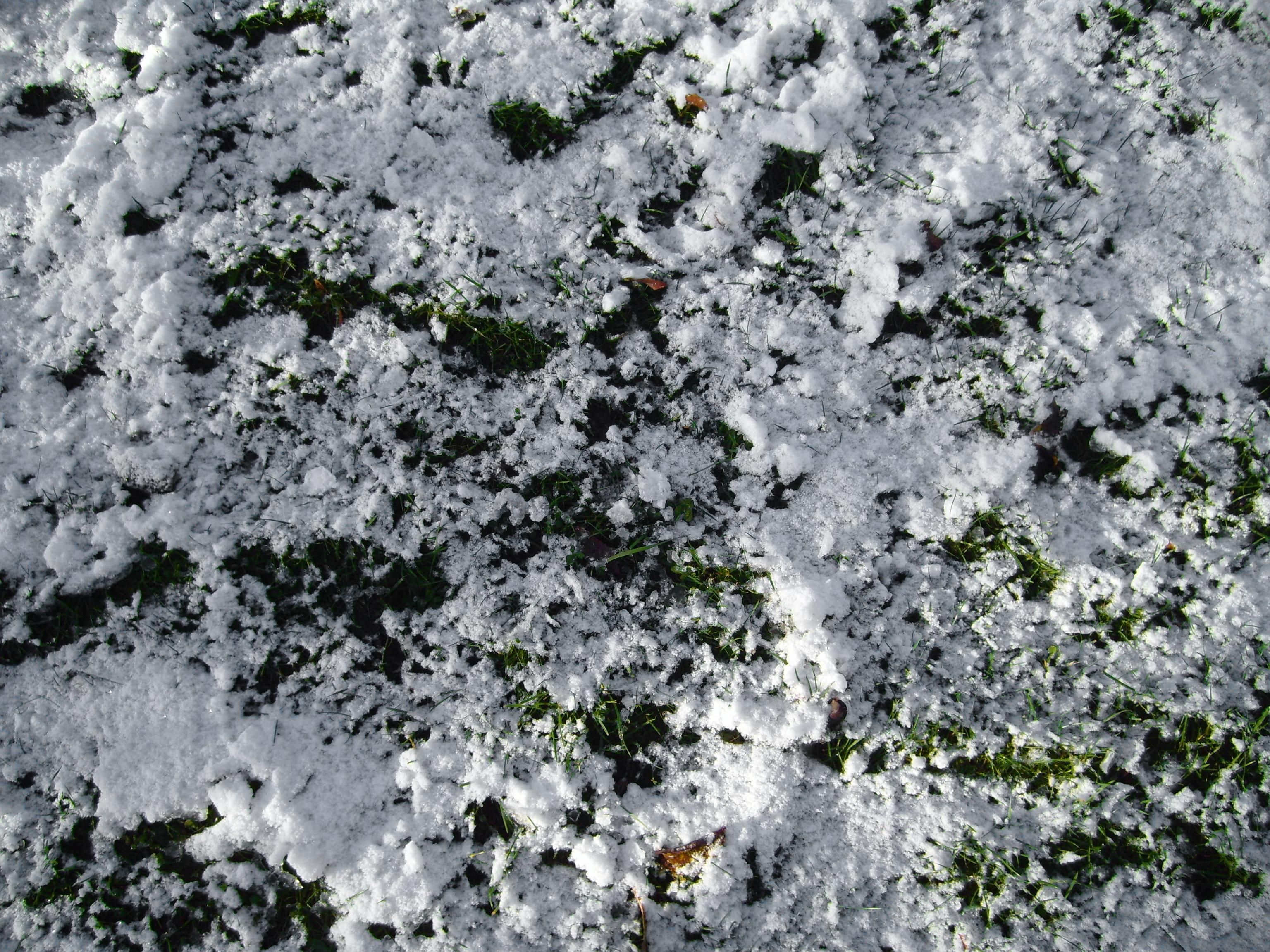 Free picture: snow, icy, grass, ground, winter