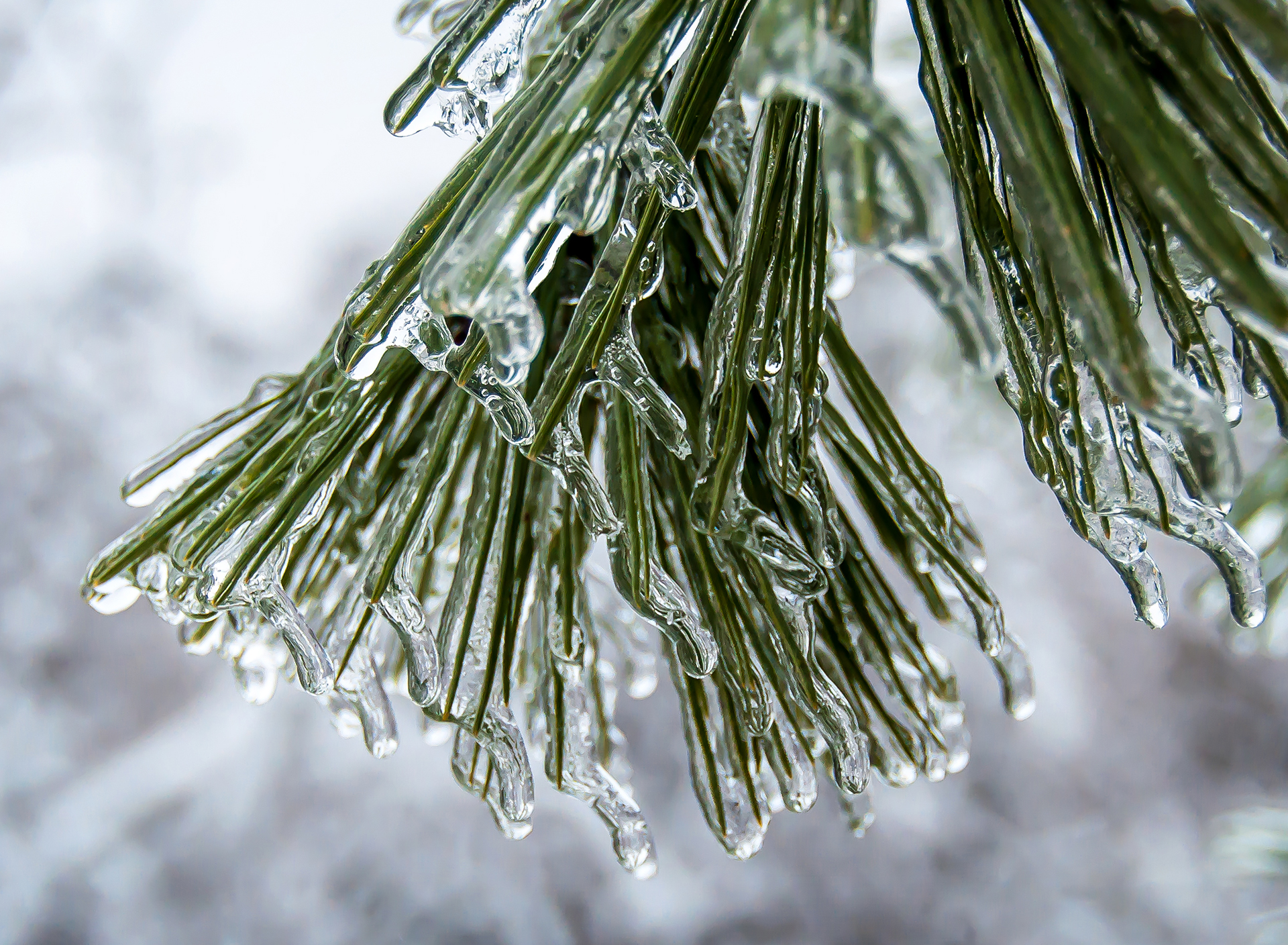 Icy pine photo