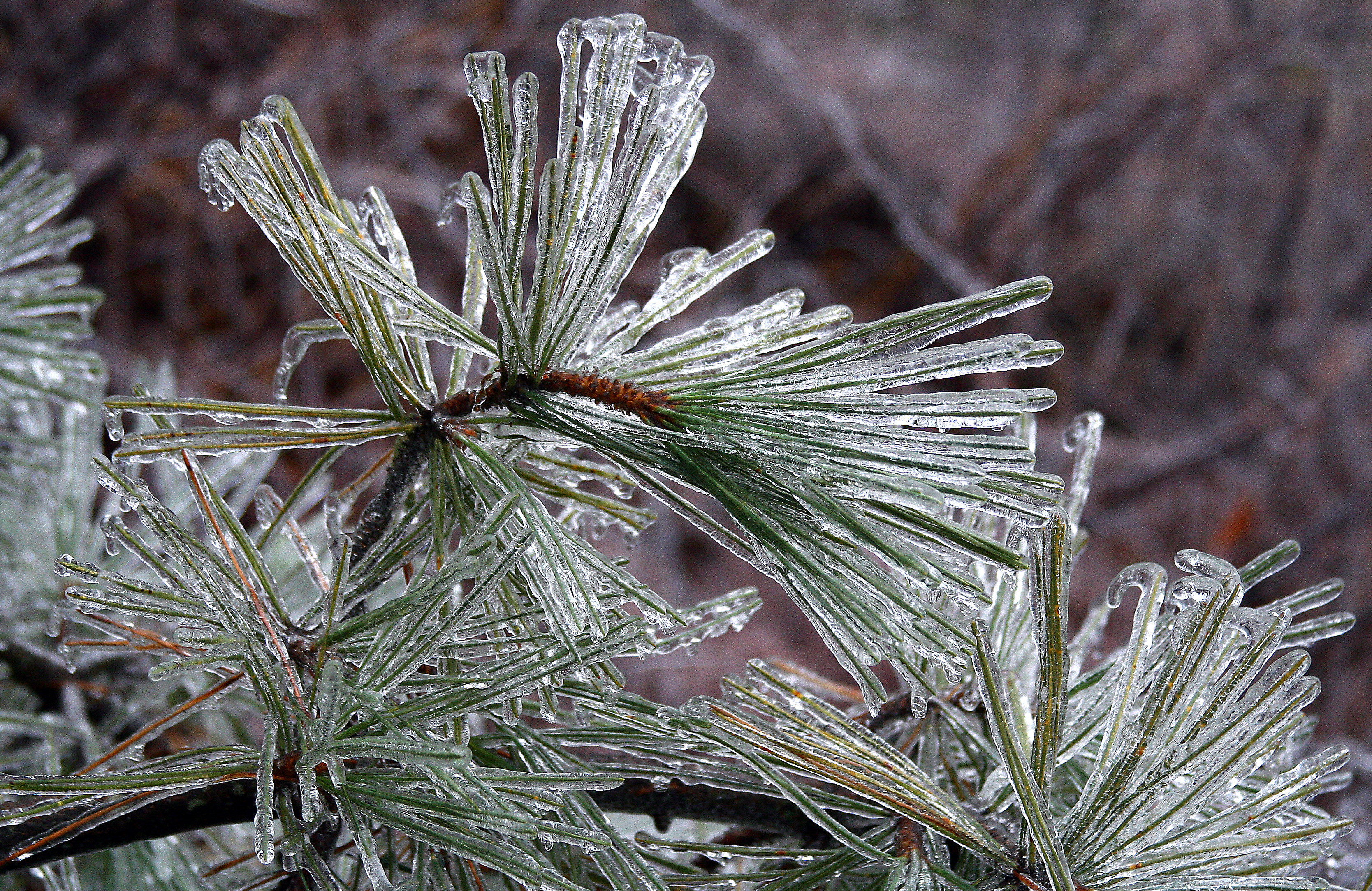 File:Icy pine, Boxborough, Massachusetts, 2008.jpg - Wikimedia Commons