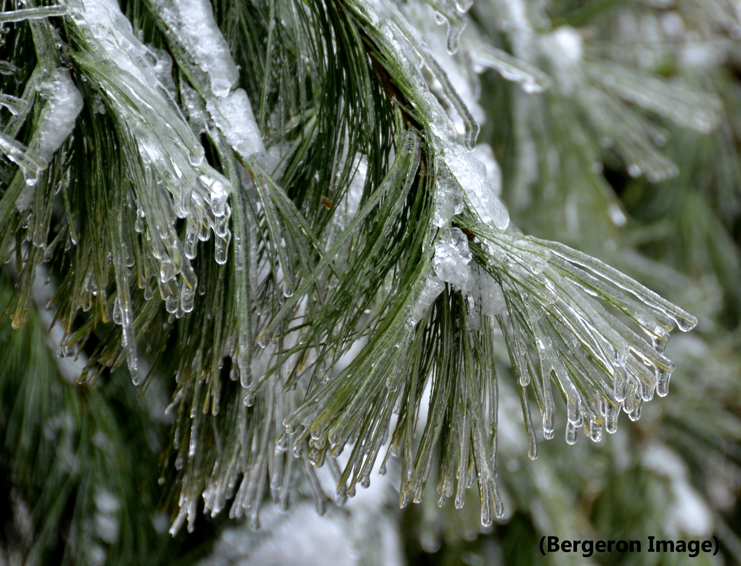 Nature's Own Icy Christmas Tree – The View From Bridgewater