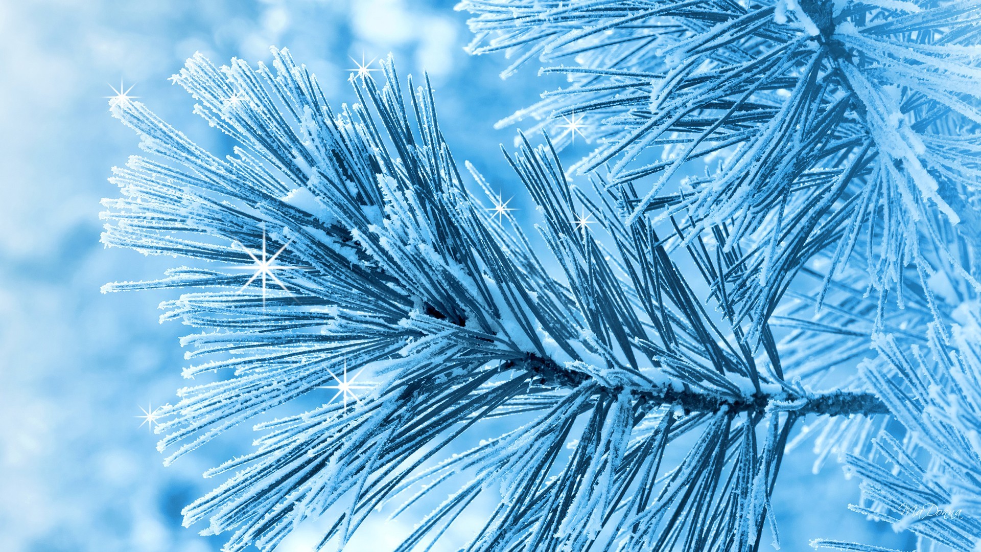 Winter: Frosted Winter Pine Blue Cold Frosty Tree Snow Frost Snowing ...