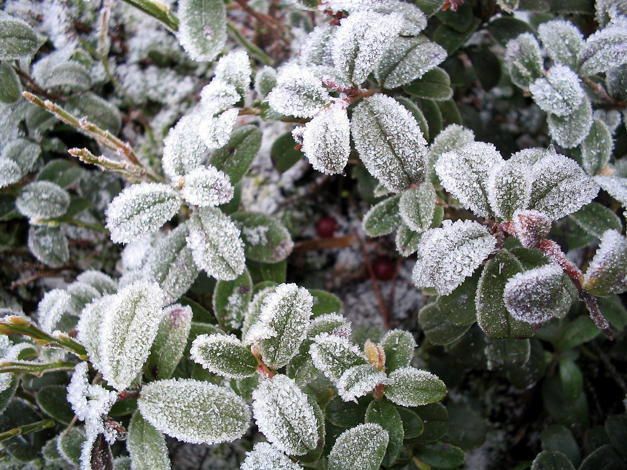 Icy plant photo