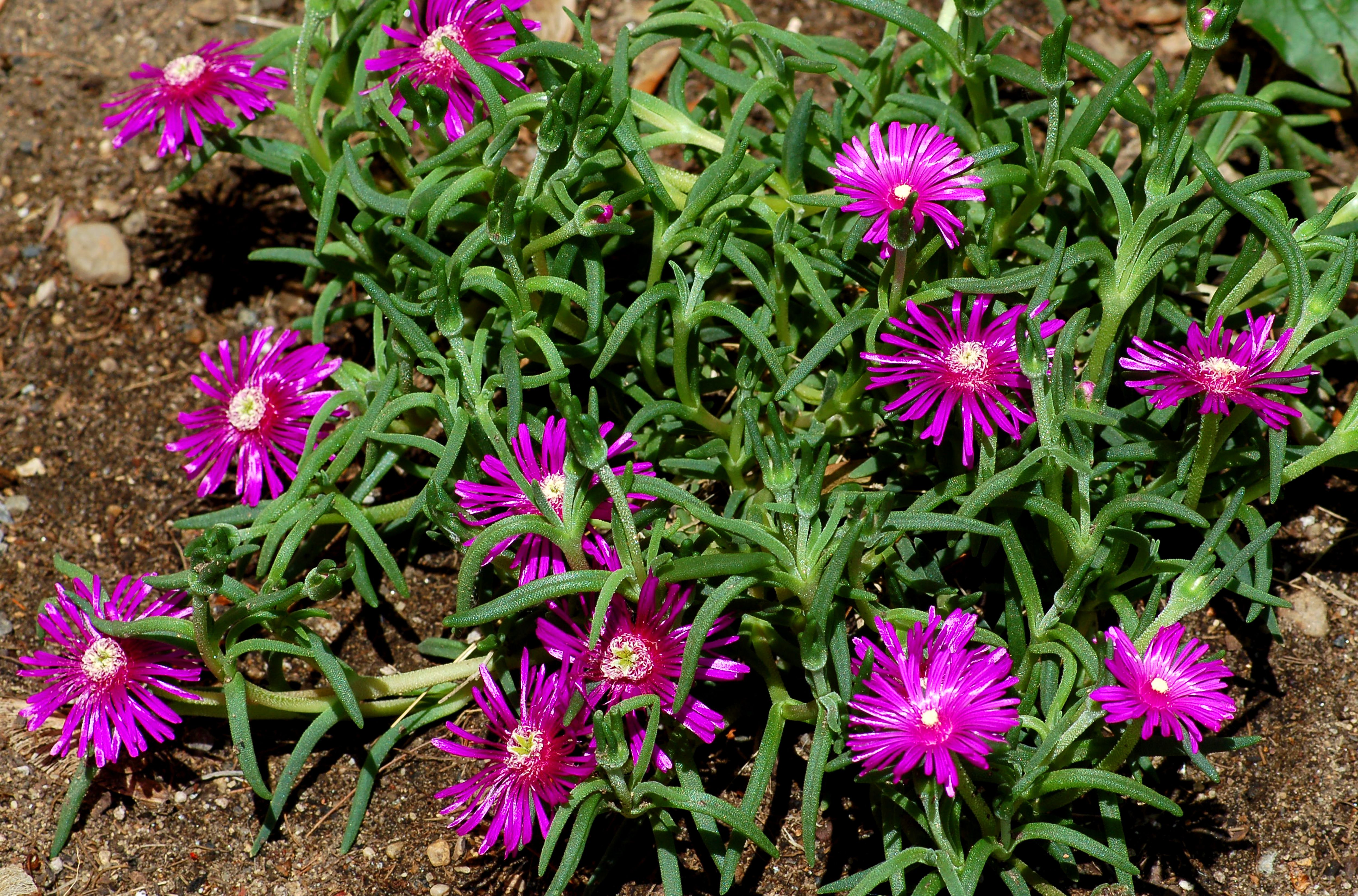 Purple Ice Plant - Growing Tips for Hardy Delosperma