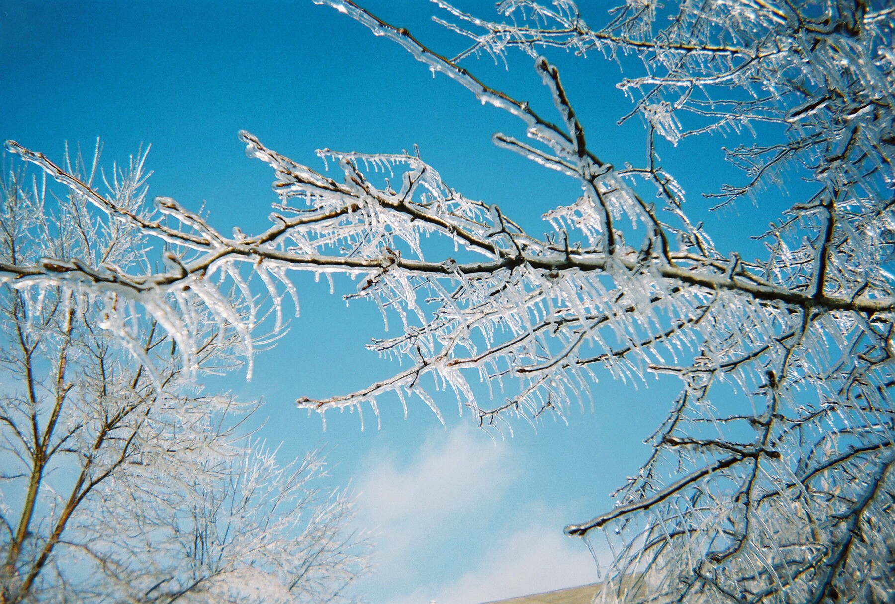 Icy tree photo