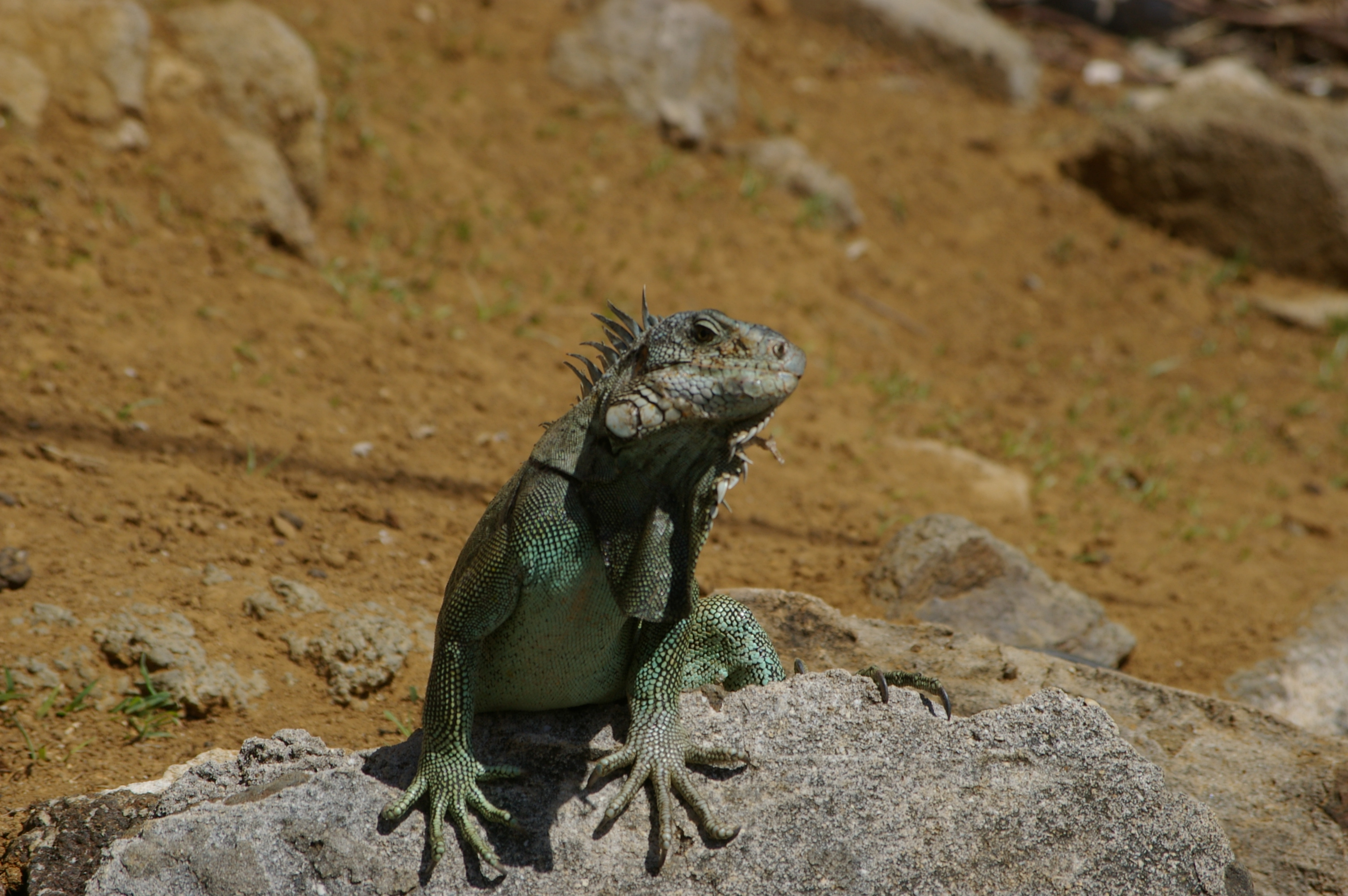 Iguana, Animal, Big, Desert, Green, HQ Photo