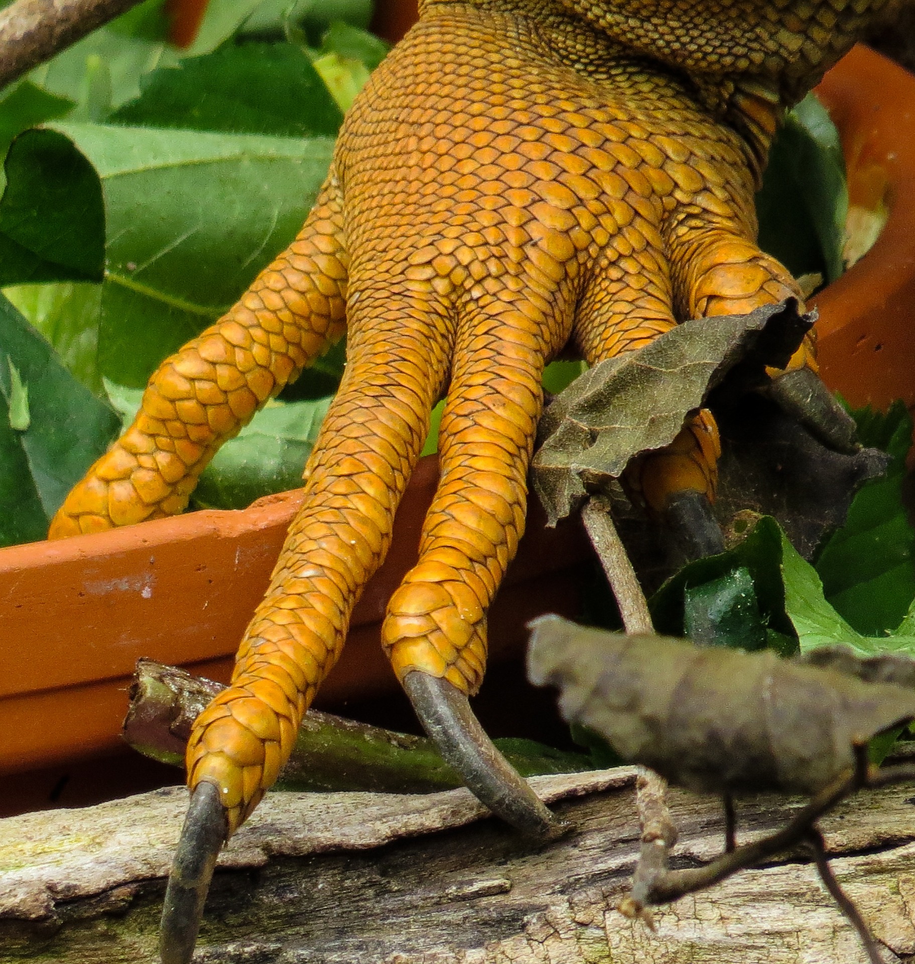 Iguana claws photo