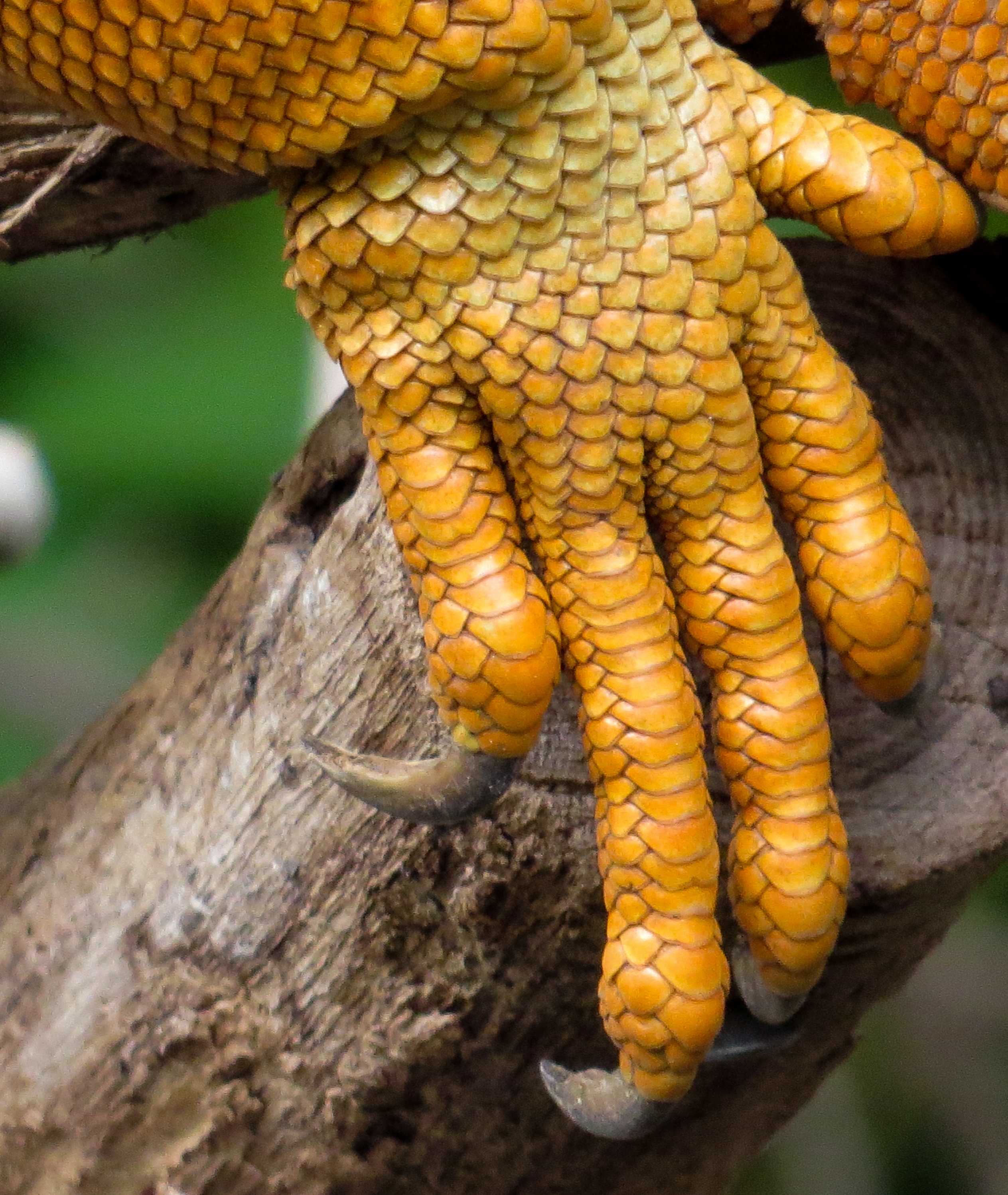 Iguana claws photo