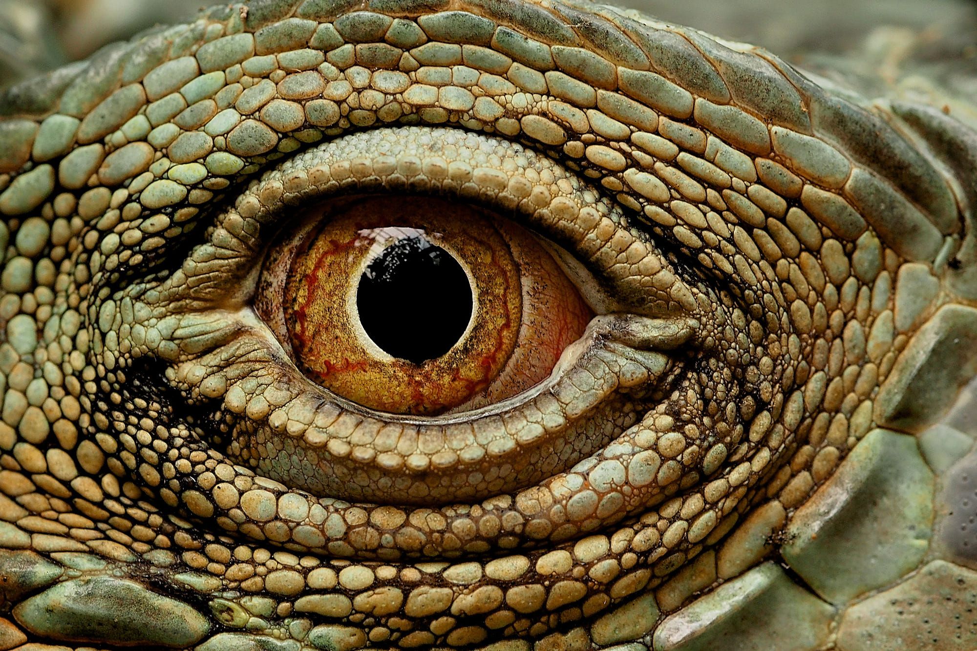 Close up of an Iguana's eye............Please press H & M for a ...