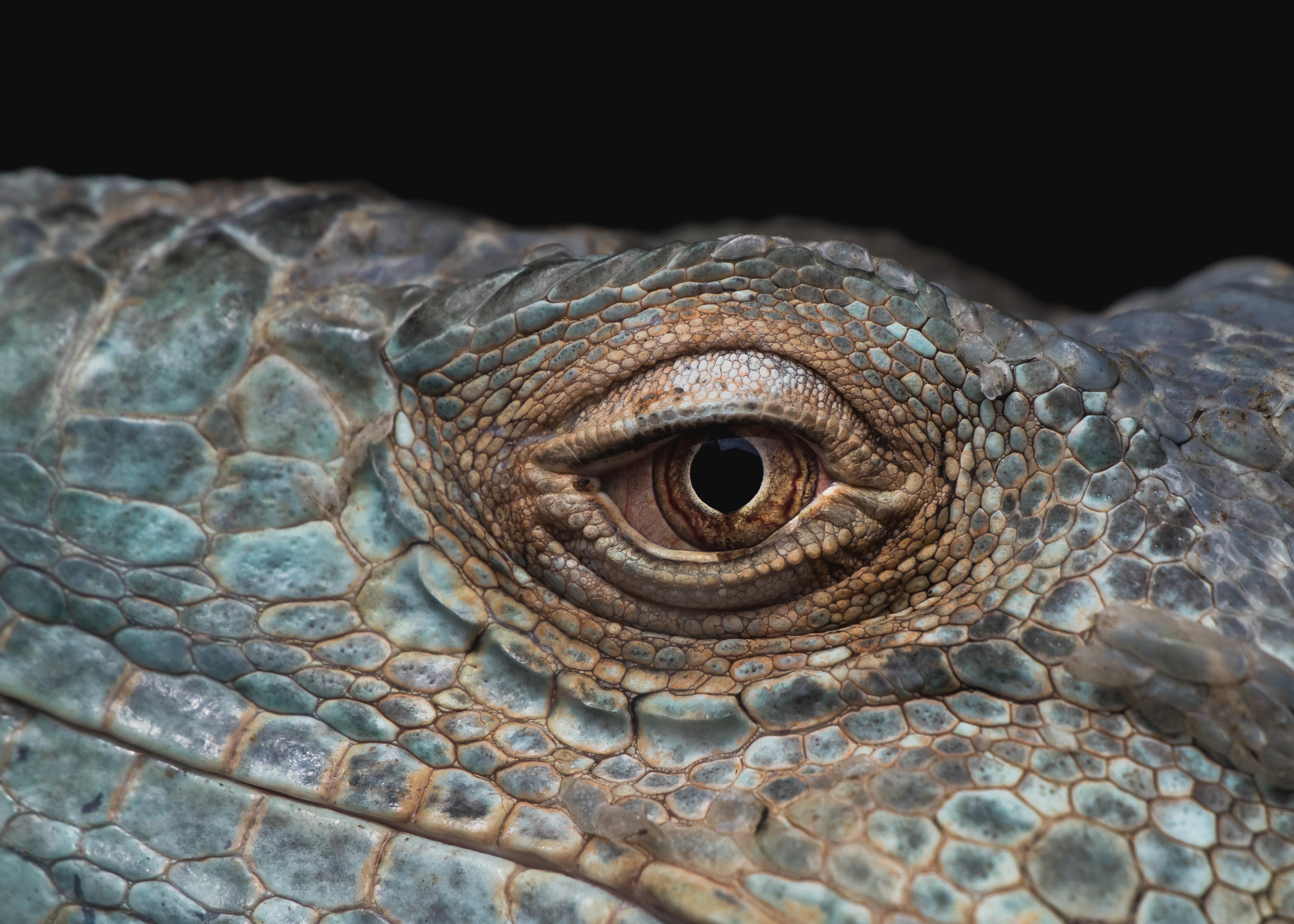 Iguana Eye : reptiles