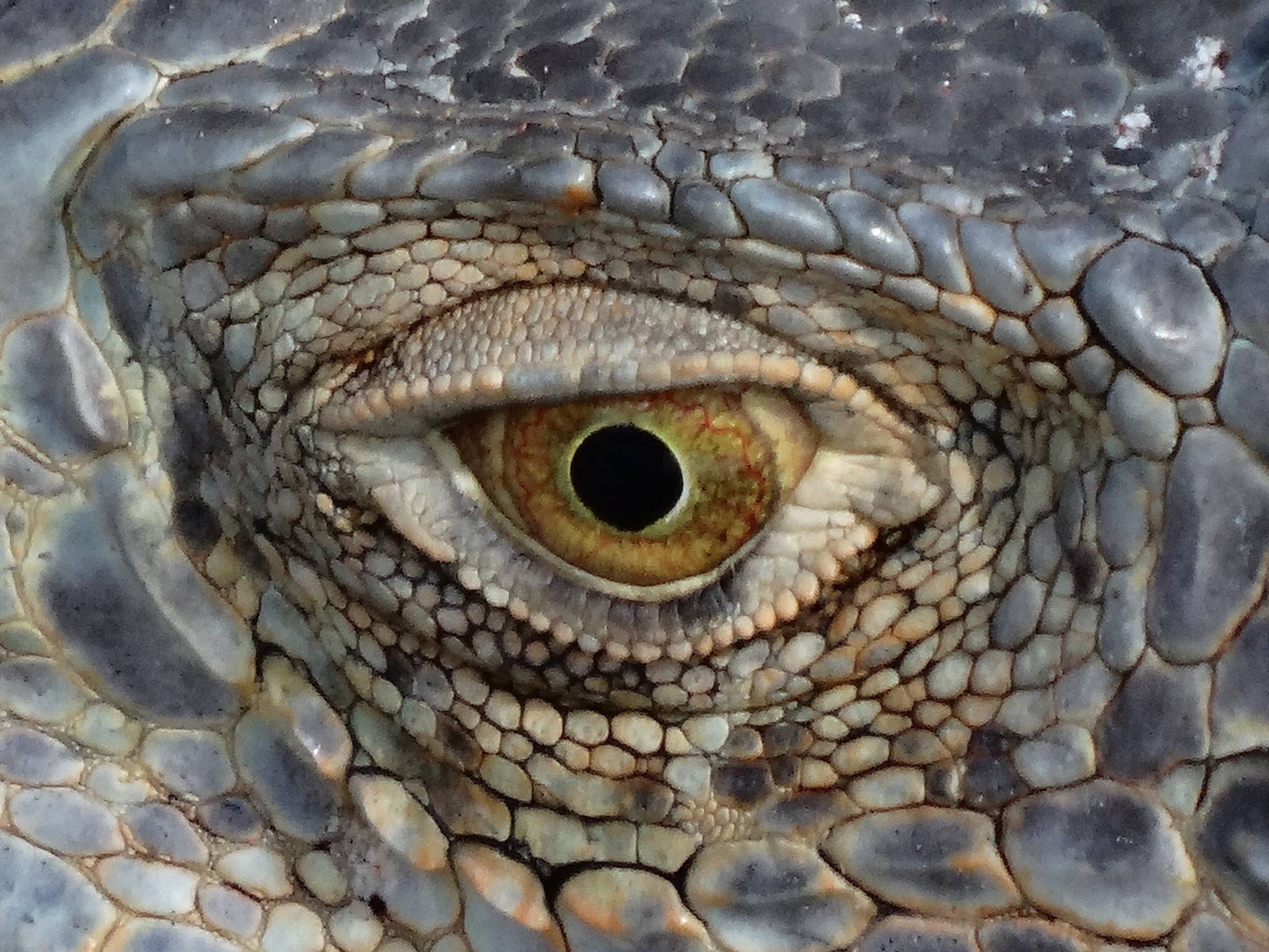 Iguana eye | Windows To The Soul | Pinterest