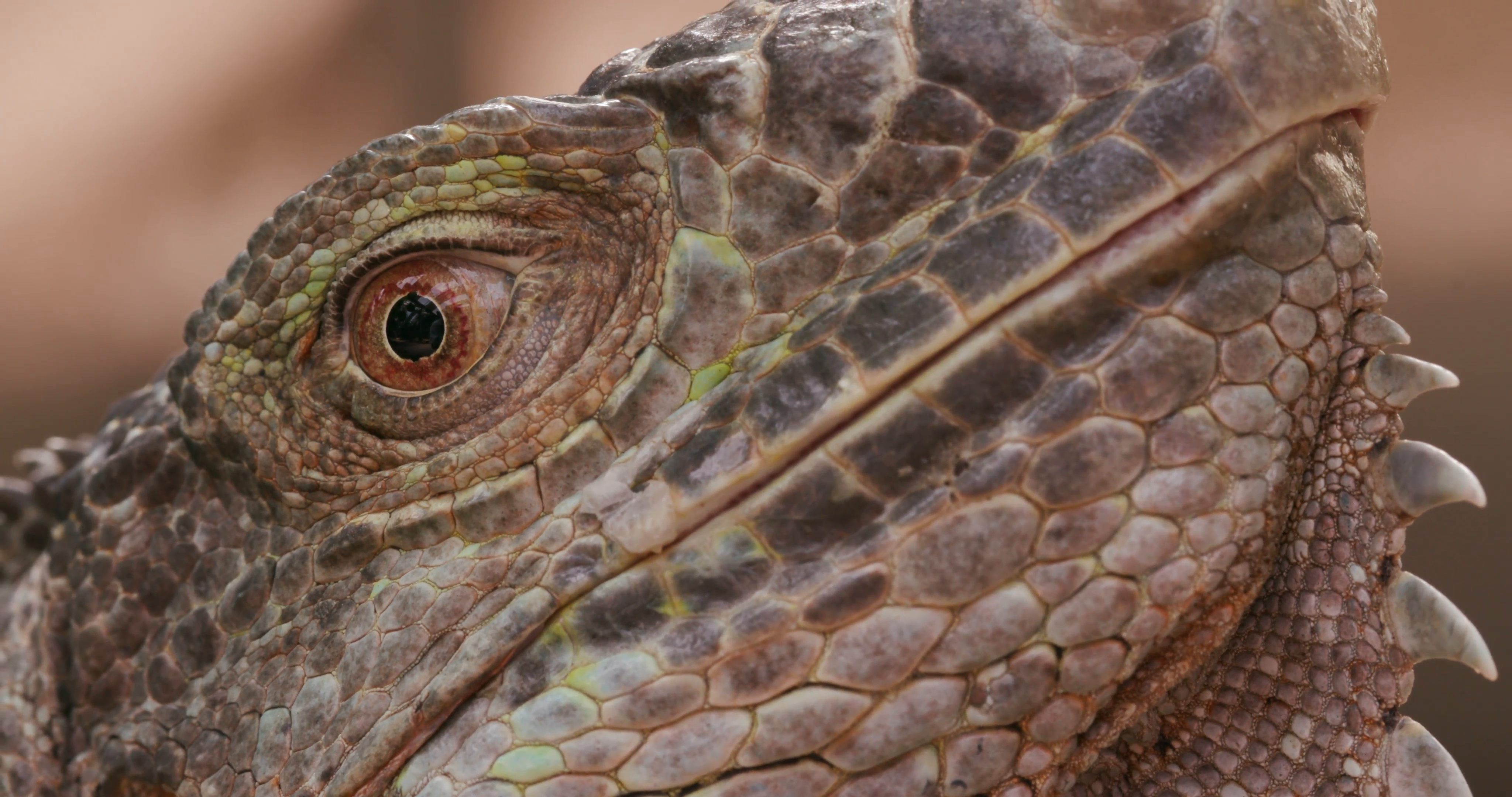 Close-up of Iguana's eye Stock Video Footage - VideoBlocks