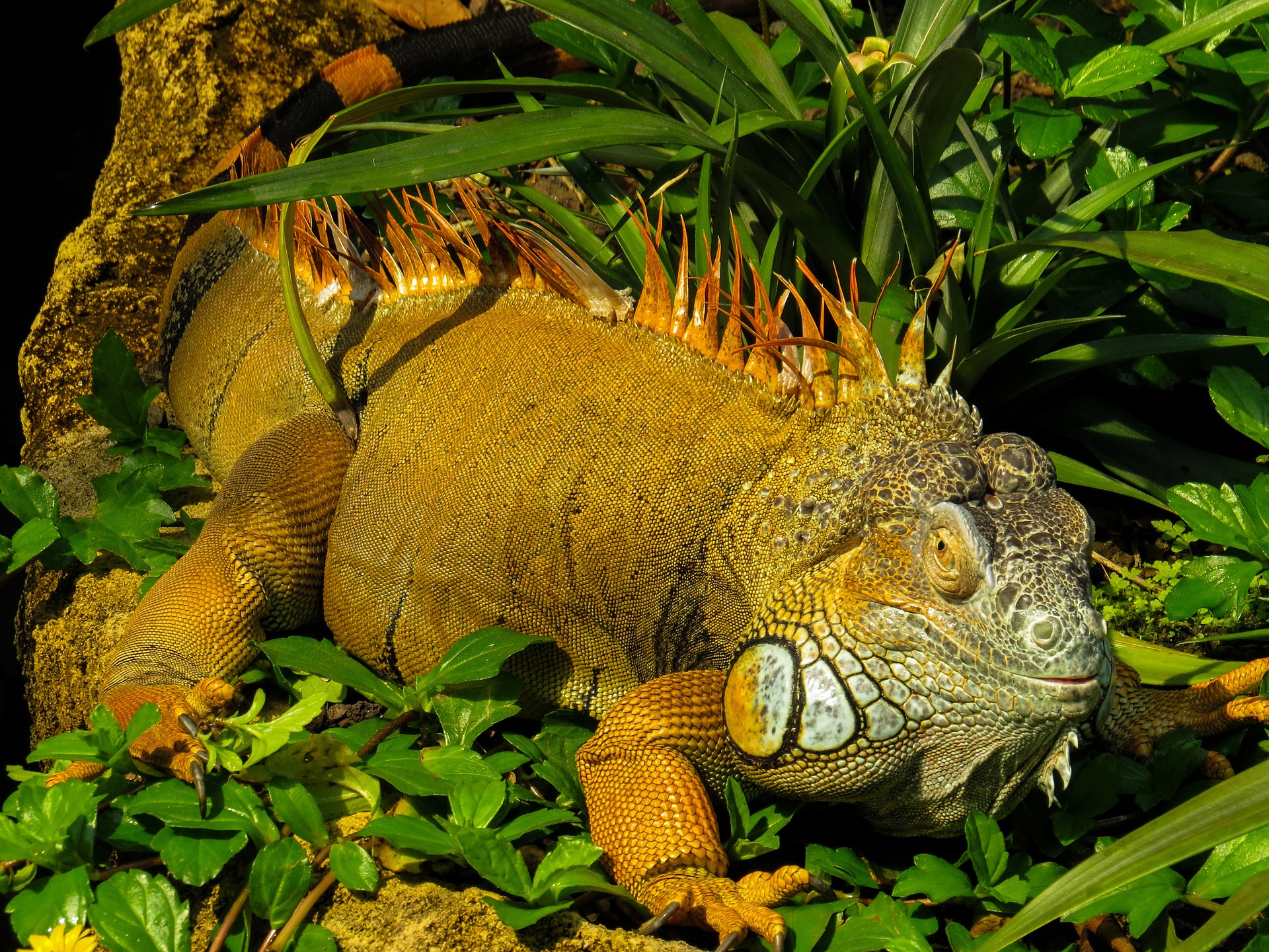 Iguana in the jungle photo