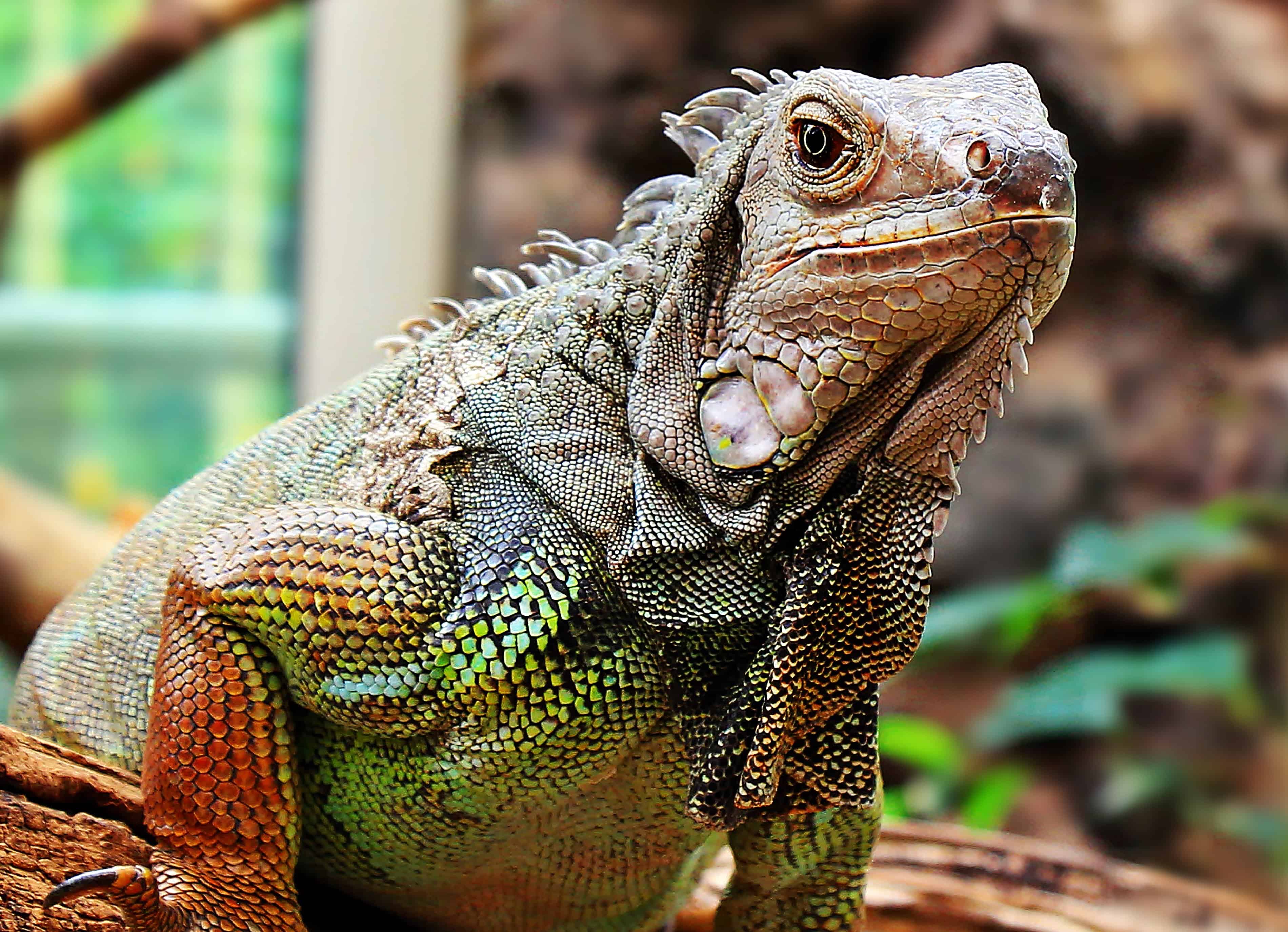 Iguana lizard. 